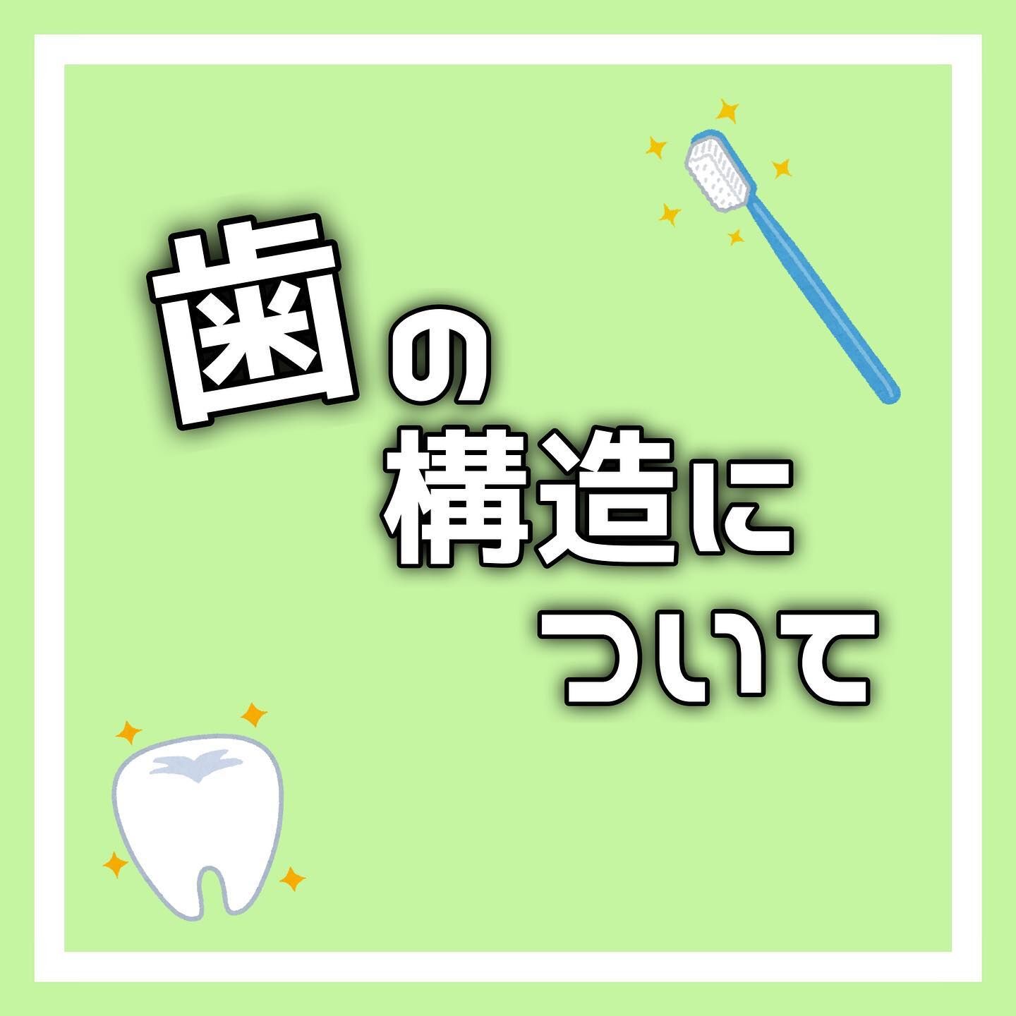 歯の構造についての説明です🦷✨