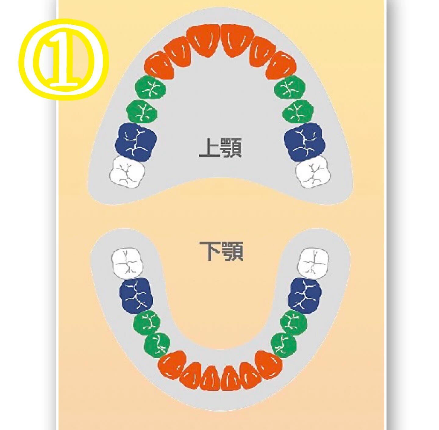 保険で全ての歯が白く出来るようになりました！Part1