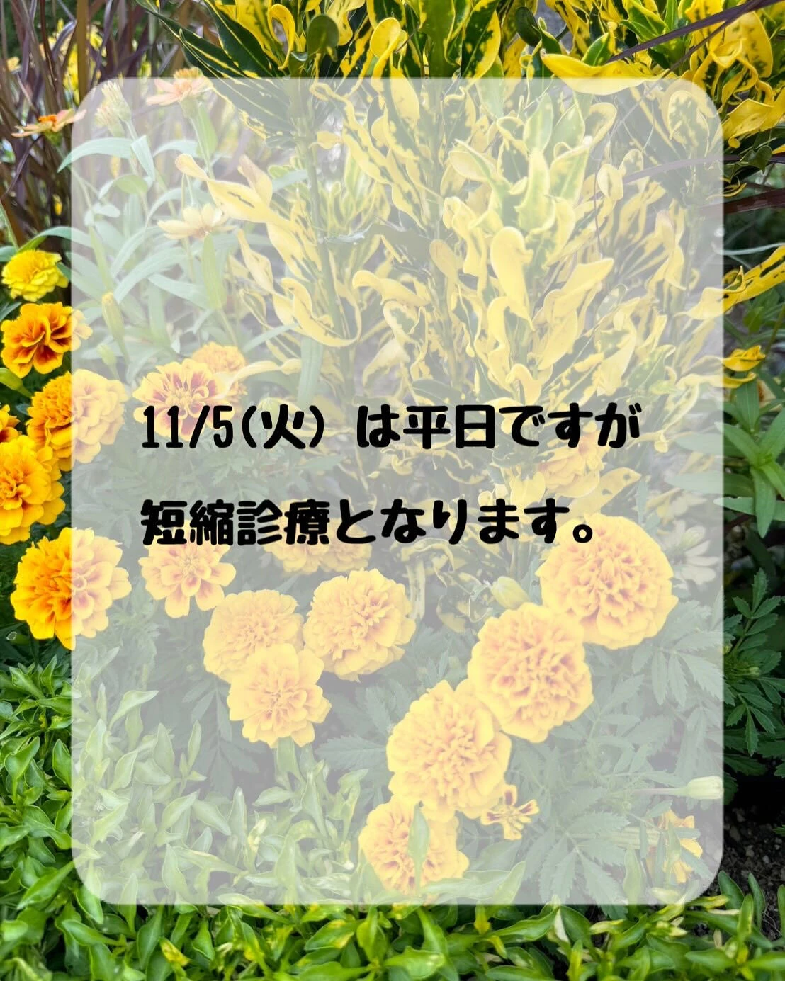 〜11月の診療日について〜