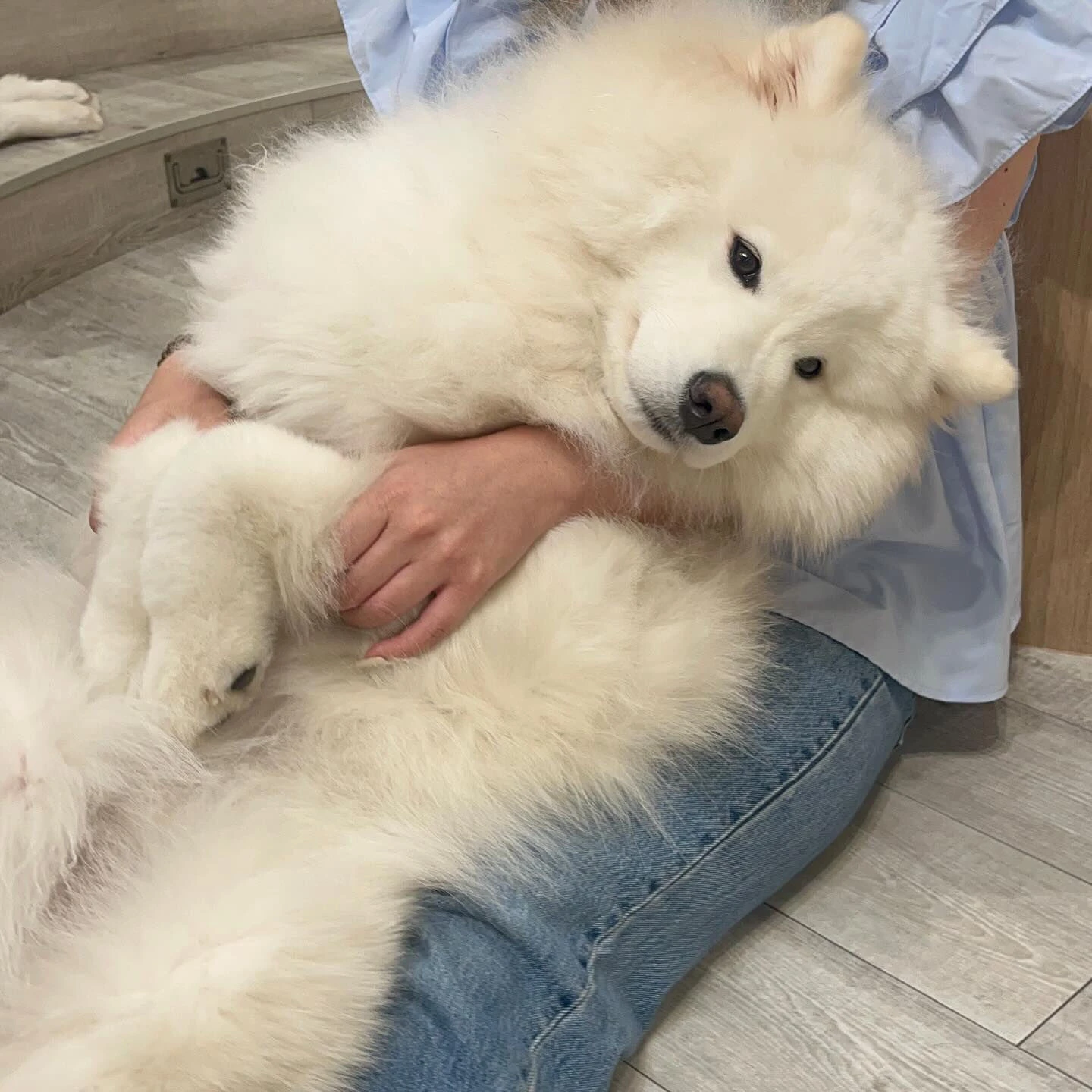 先日サモエドカフェmoffuに行ってきました🐶✨