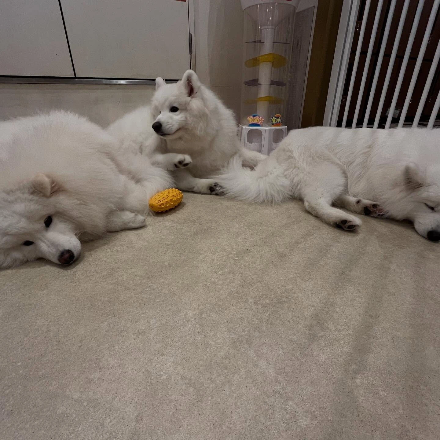 先日サモエドカフェmoffuに行ってきました🐶✨