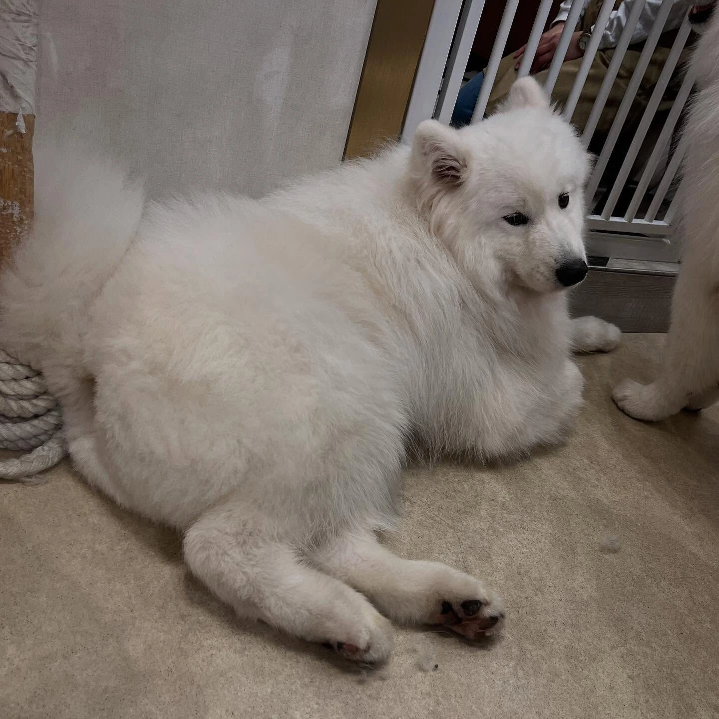 先日サモエドカフェmoffuに行ってきました🐶✨