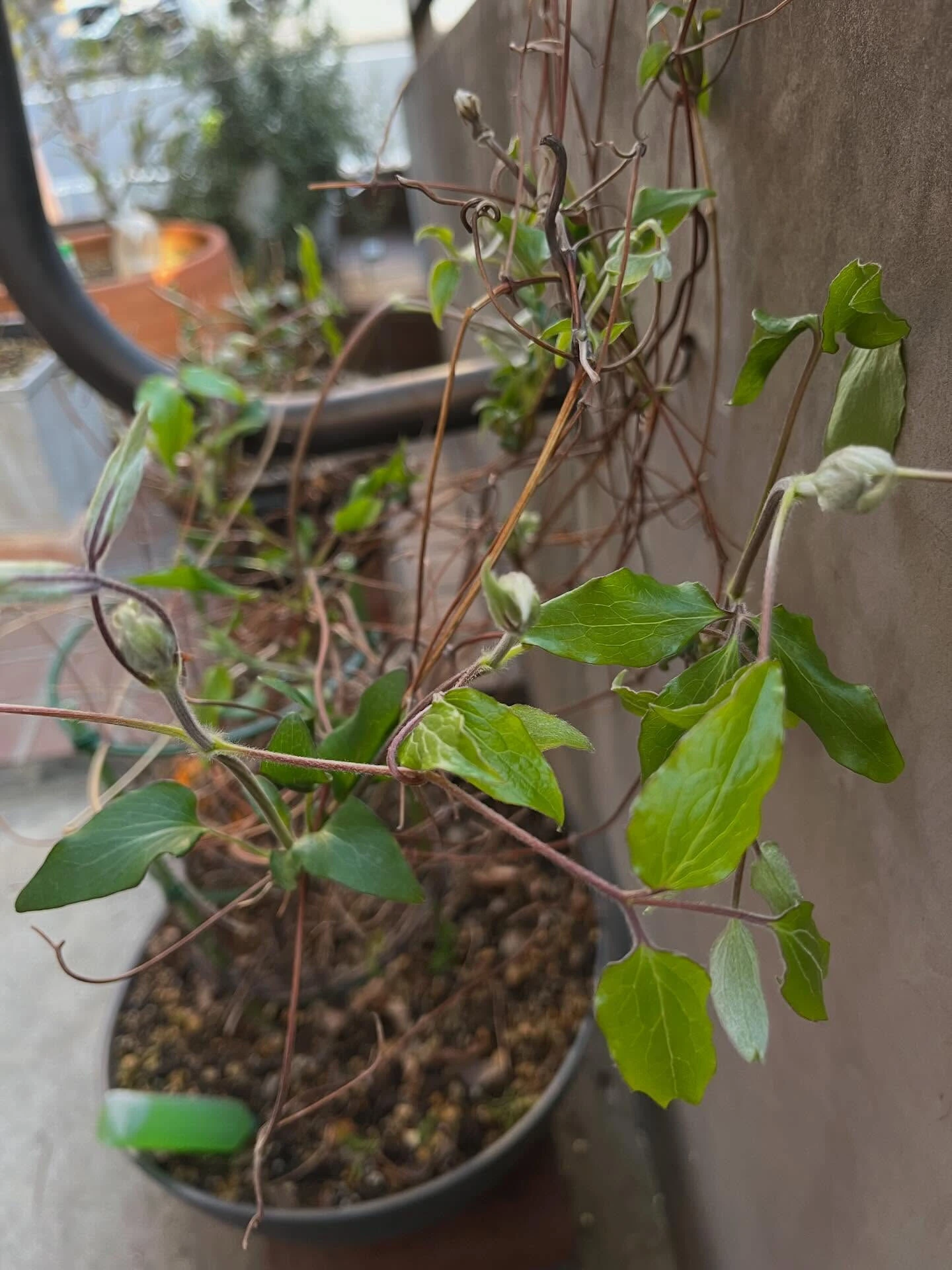 クリニックの草花たちも春の装いになって来ました✨