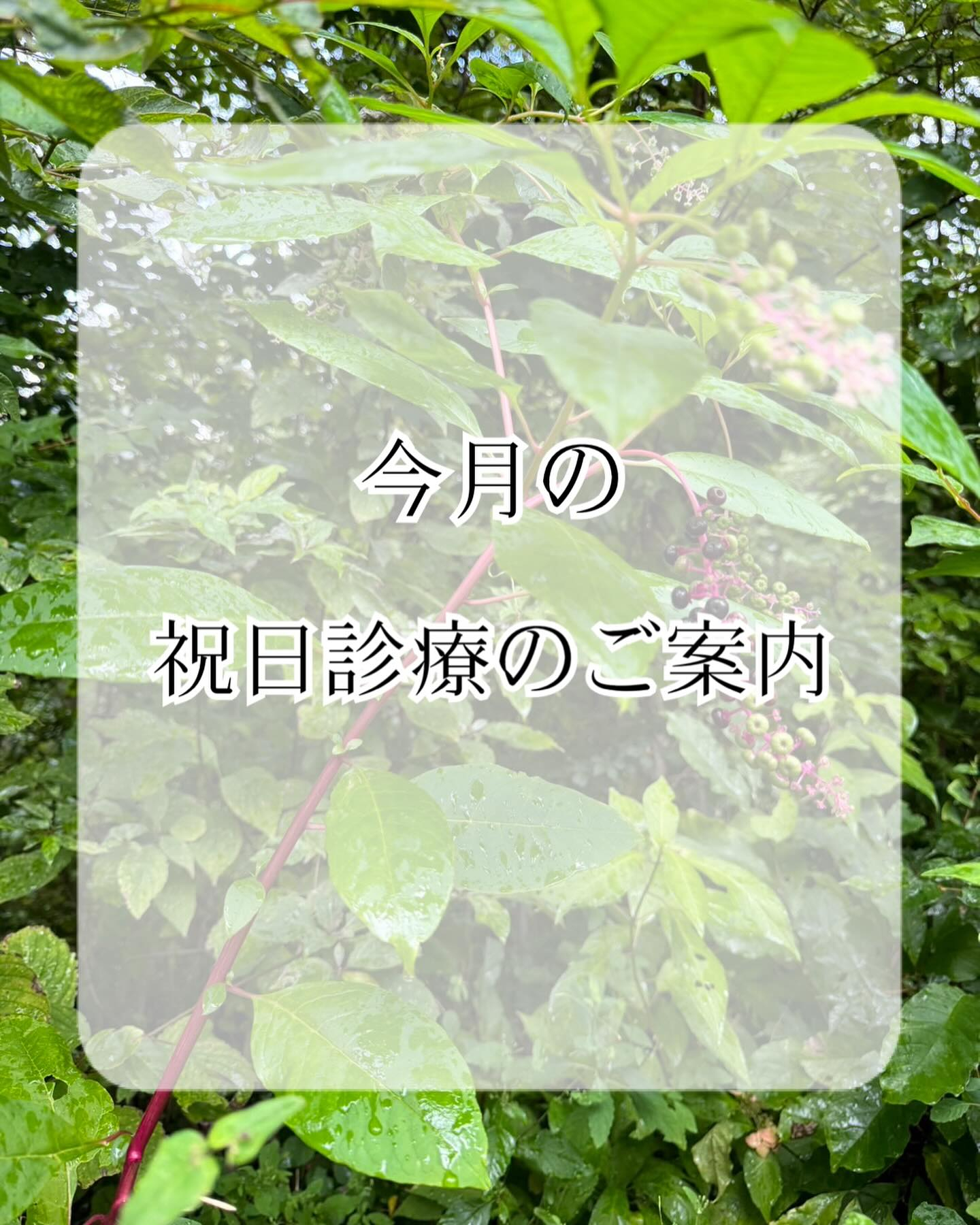 今月の祝日診療日のご案内🌱𓂃 𓈒𓏸