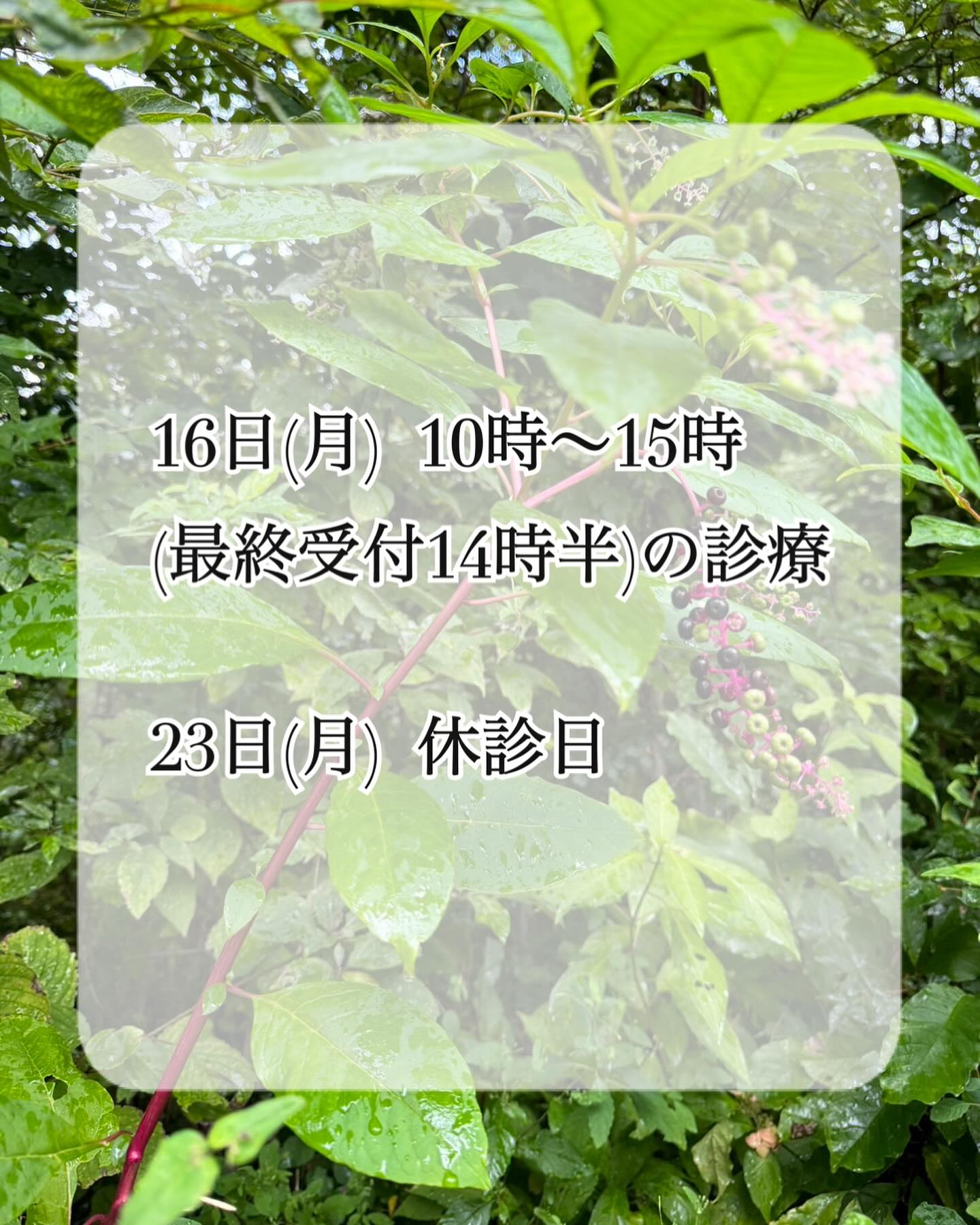 今月の祝日診療日のご案内🌱𓂃 𓈒𓏸