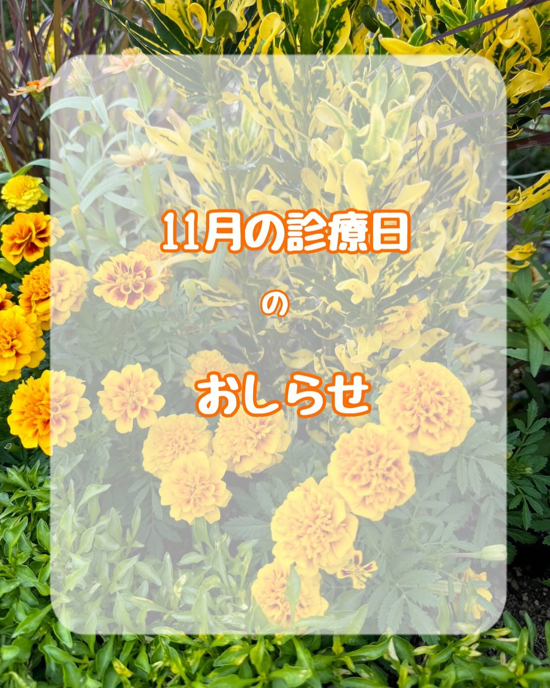 〜11月の診療日について〜