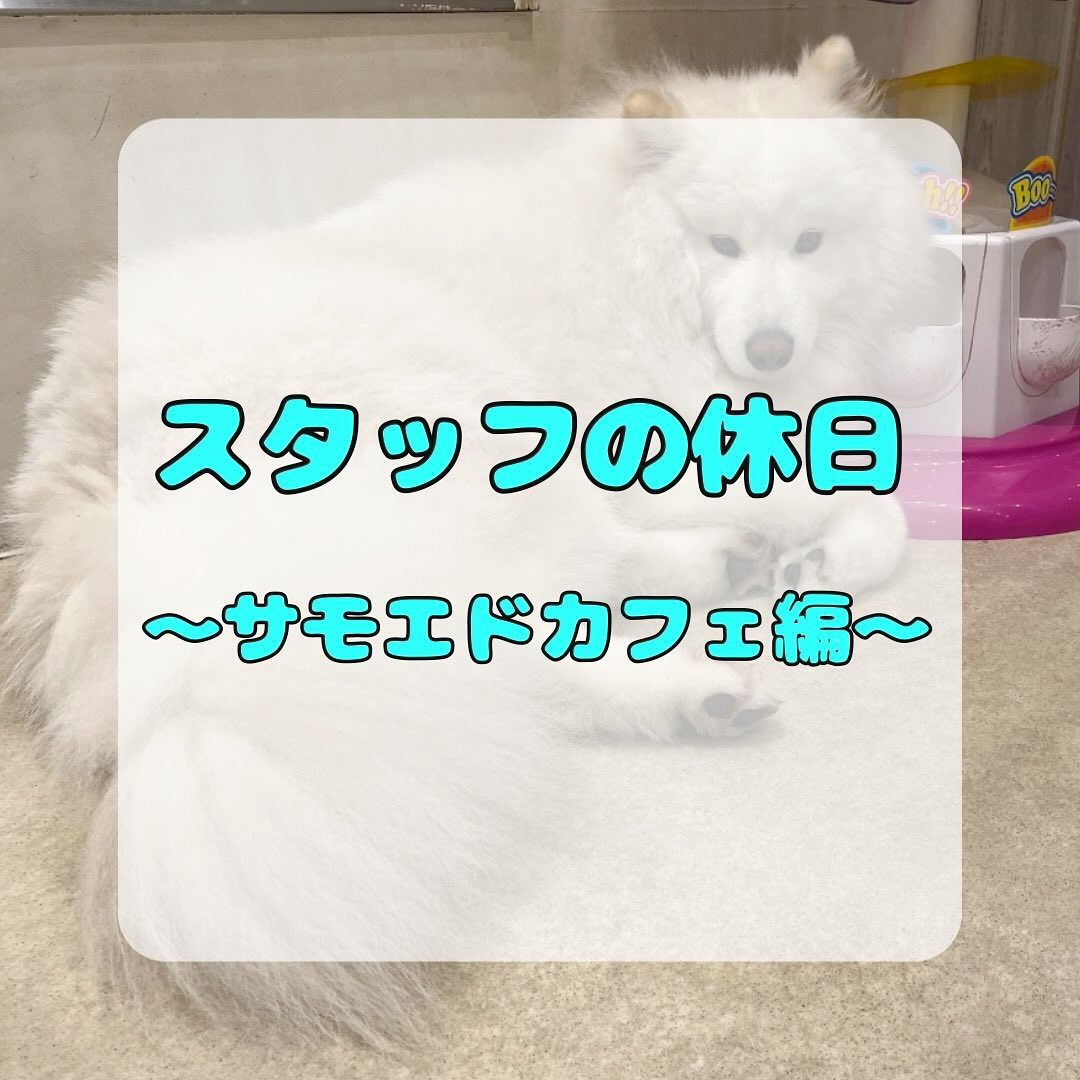 先日サモエドカフェmoffuに行ってきました🐶✨