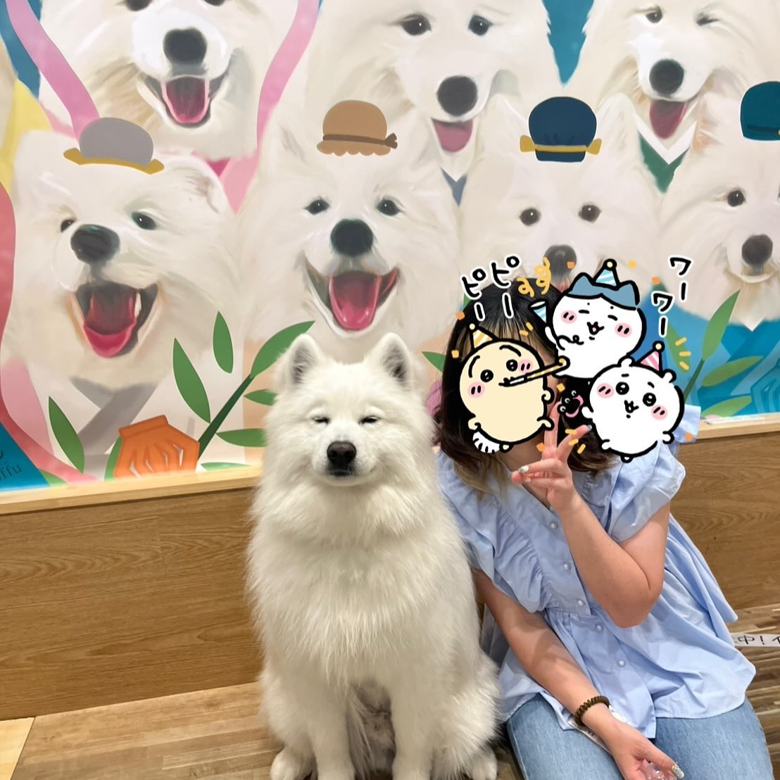 先日サモエドカフェmoffuに行ってきました🐶✨