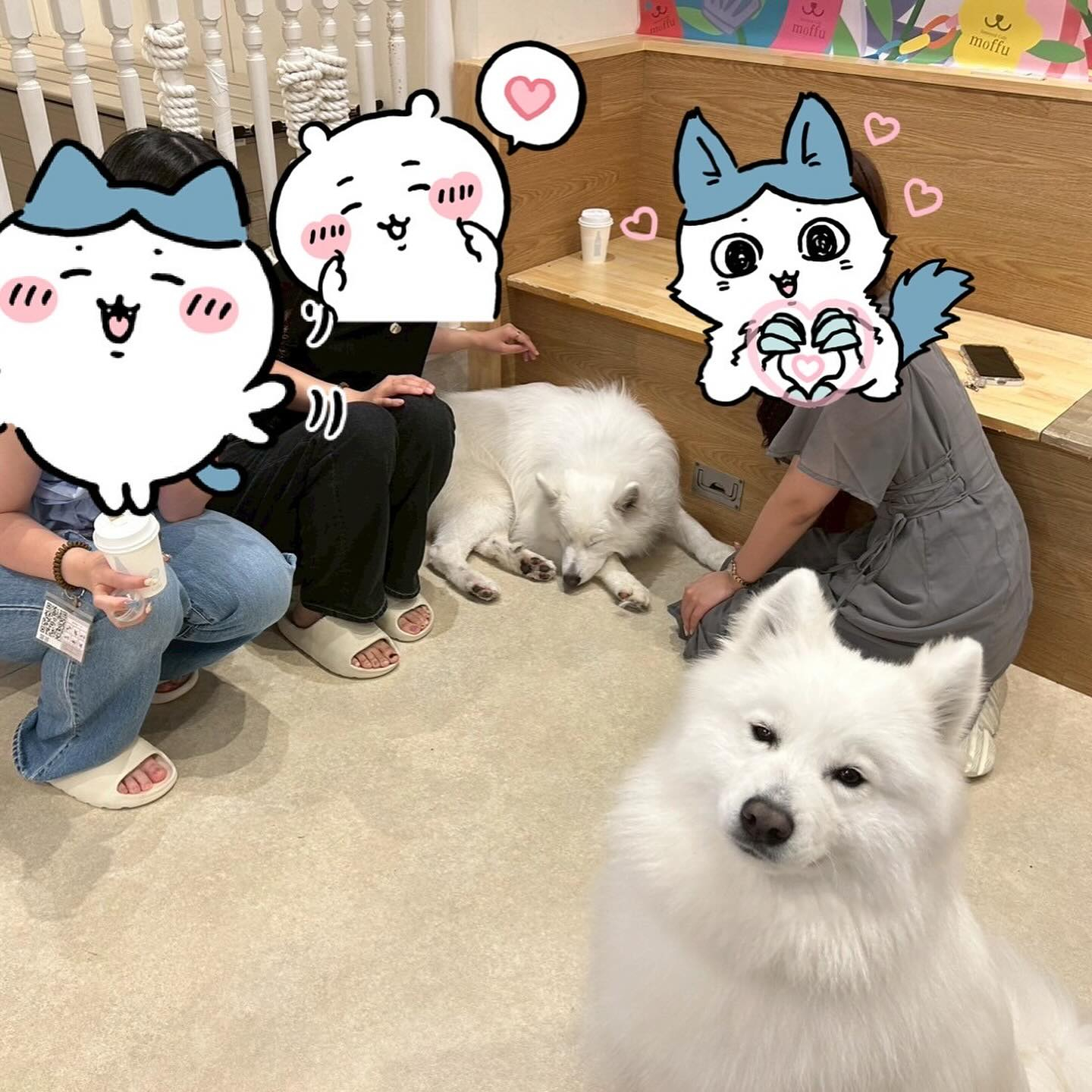 先日サモエドカフェmoffuに行ってきました🐶✨
