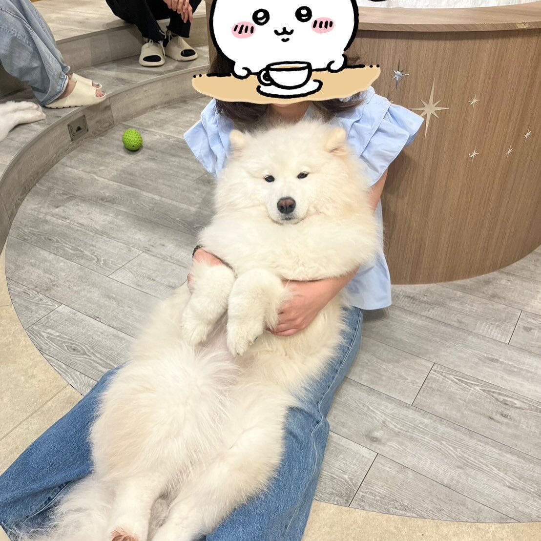 先日サモエドカフェmoffuに行ってきました🐶✨