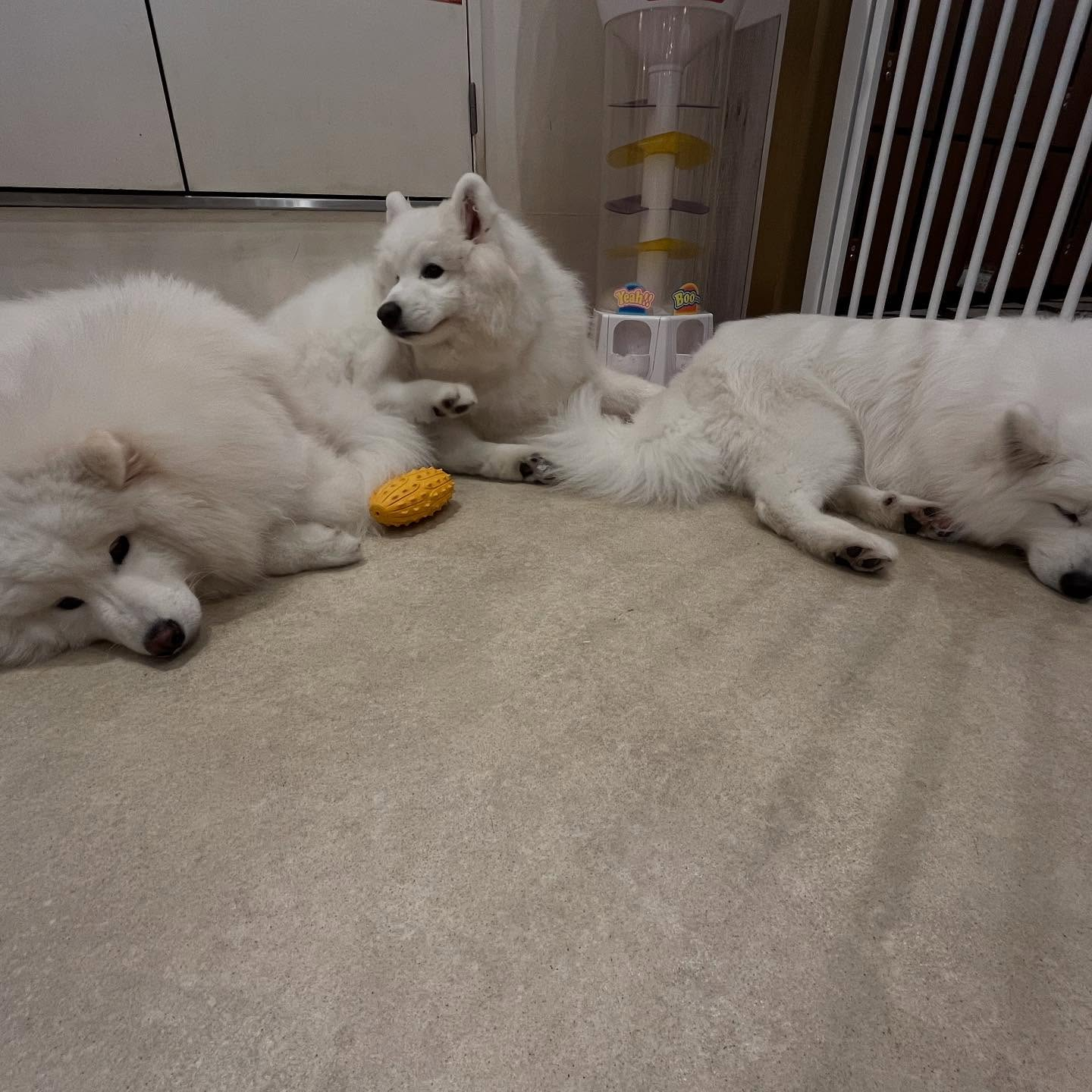 先日サモエドカフェmoffuに行ってきました🐶✨