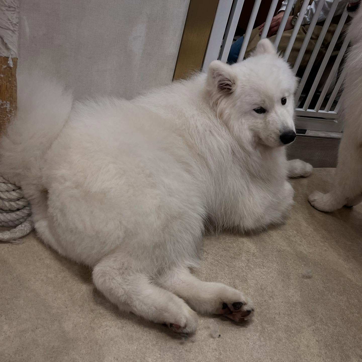 先日サモエドカフェmoffuに行ってきました🐶✨