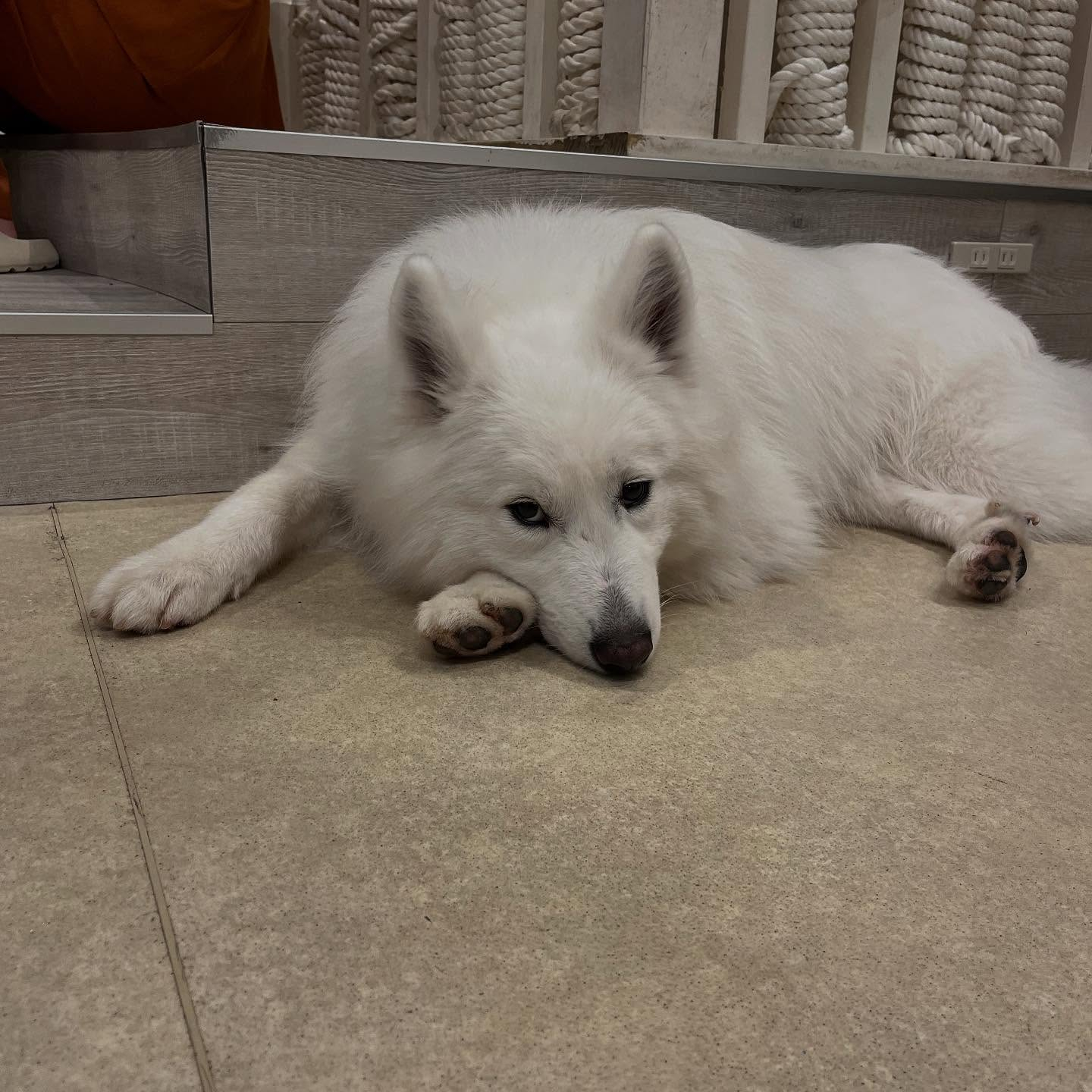 先日サモエドカフェmoffuに行ってきました🐶✨