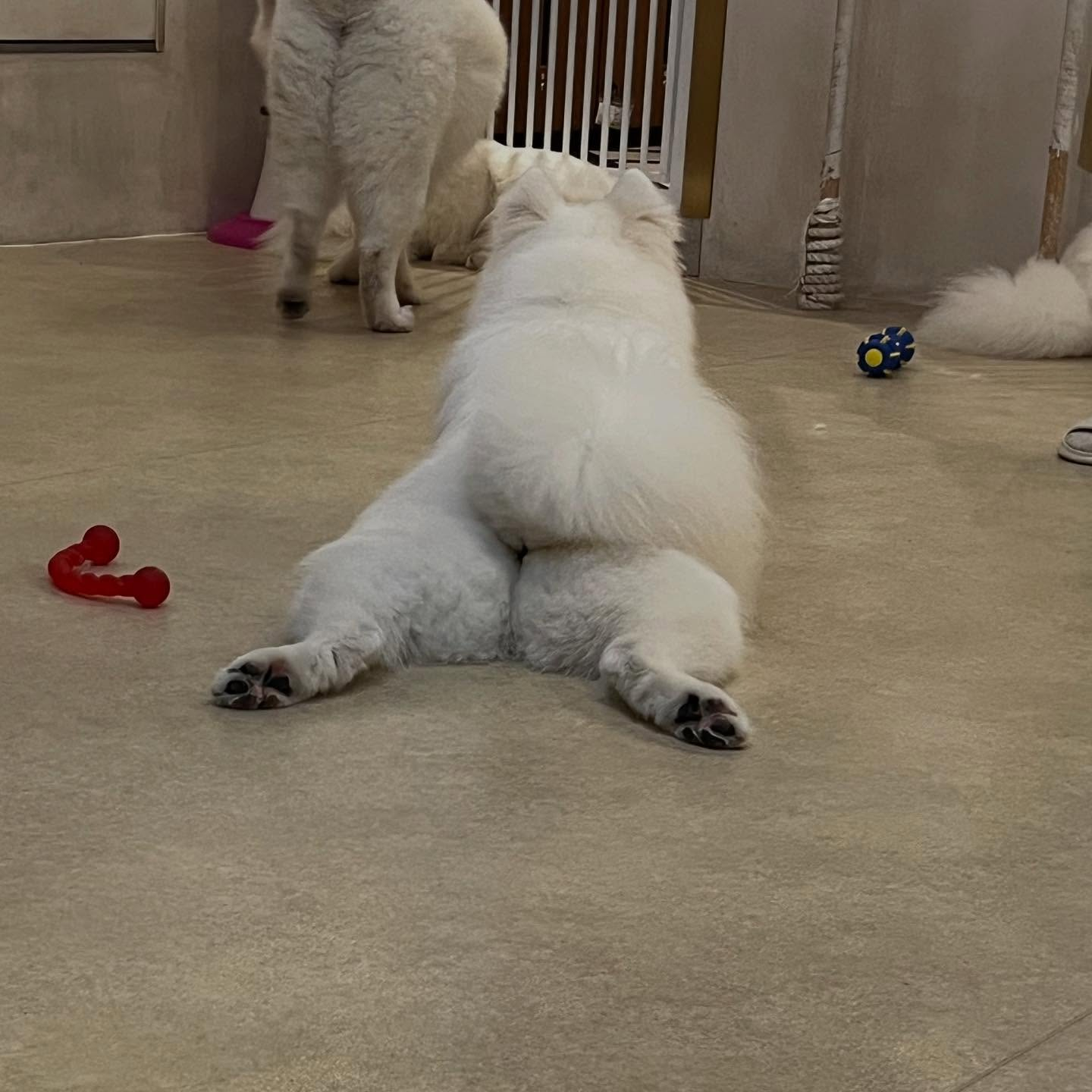 先日サモエドカフェmoffuに行ってきました🐶✨