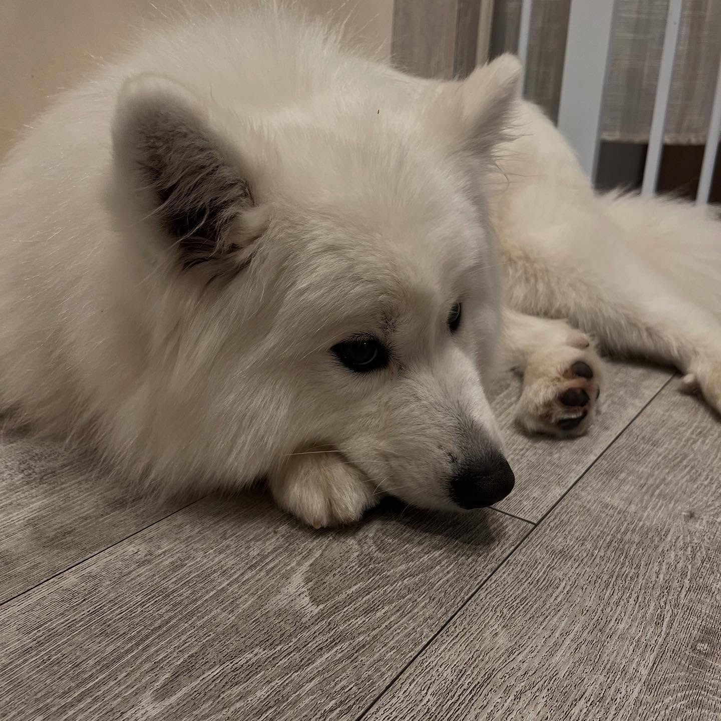 先日サモエドカフェmoffuに行ってきました🐶✨