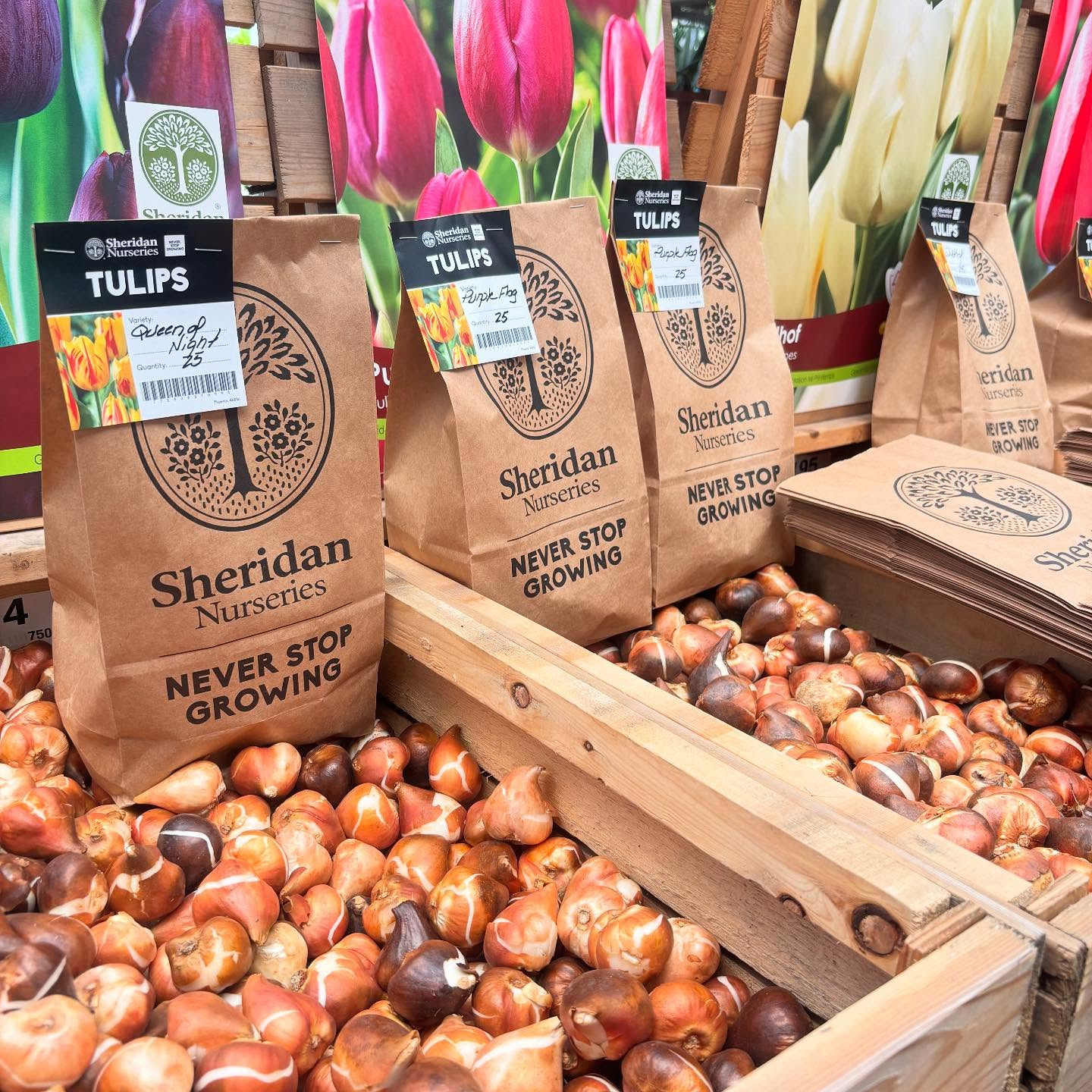 留学も残り1週間になりました！