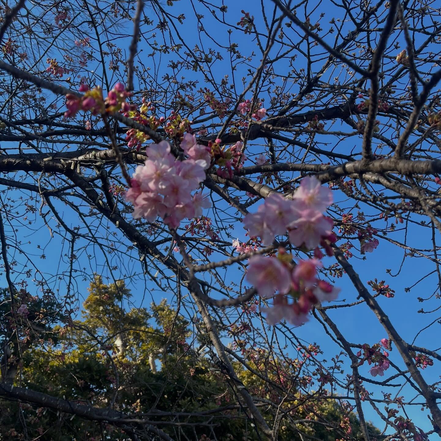 先日江ノ島へ行ってきました✨🌊