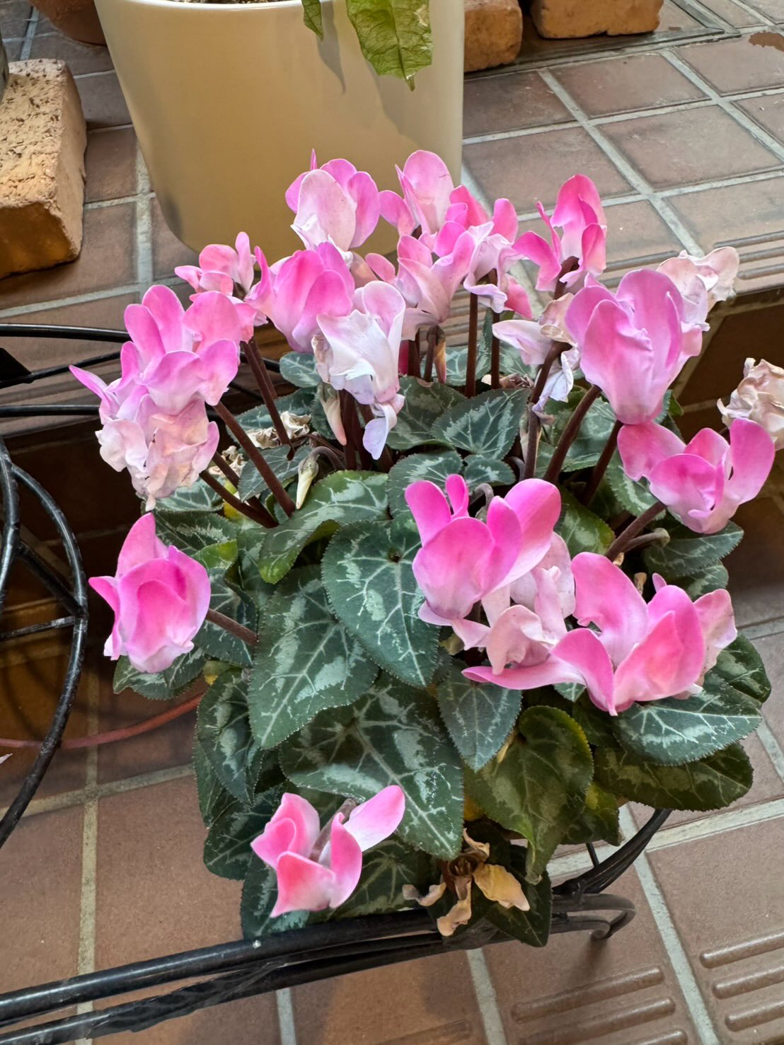 クリニックの草花たちも春の装いになって来ました✨