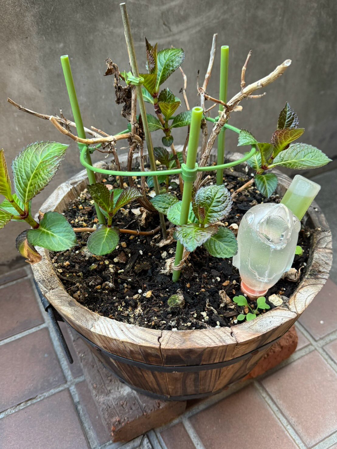 クリニックの草花たちも春の装いになって来ました✨