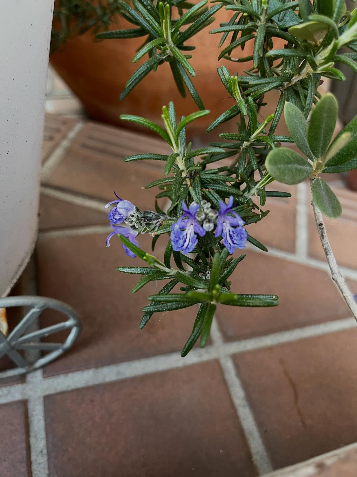 クリニックの草花たちも春の装いになって来ました✨