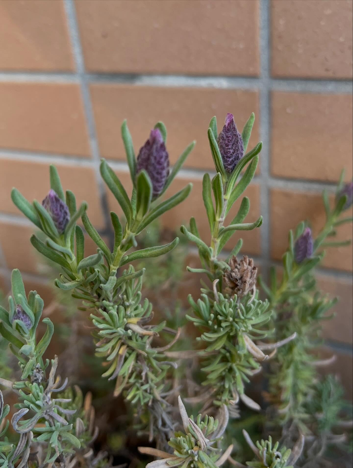 クリニックの草花たちも春の装いになって来ました✨