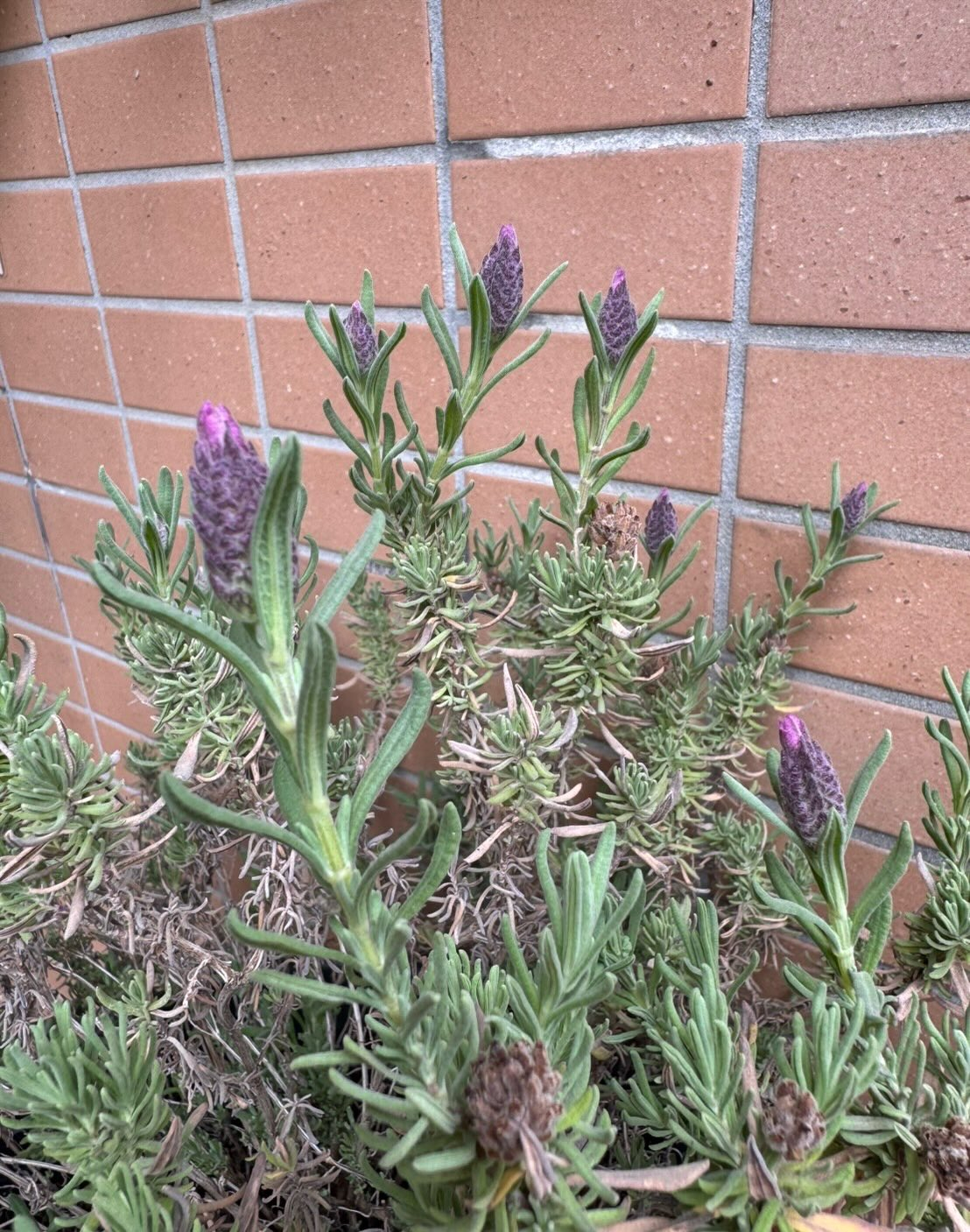 また花の蕾が大きくなってきました🪻