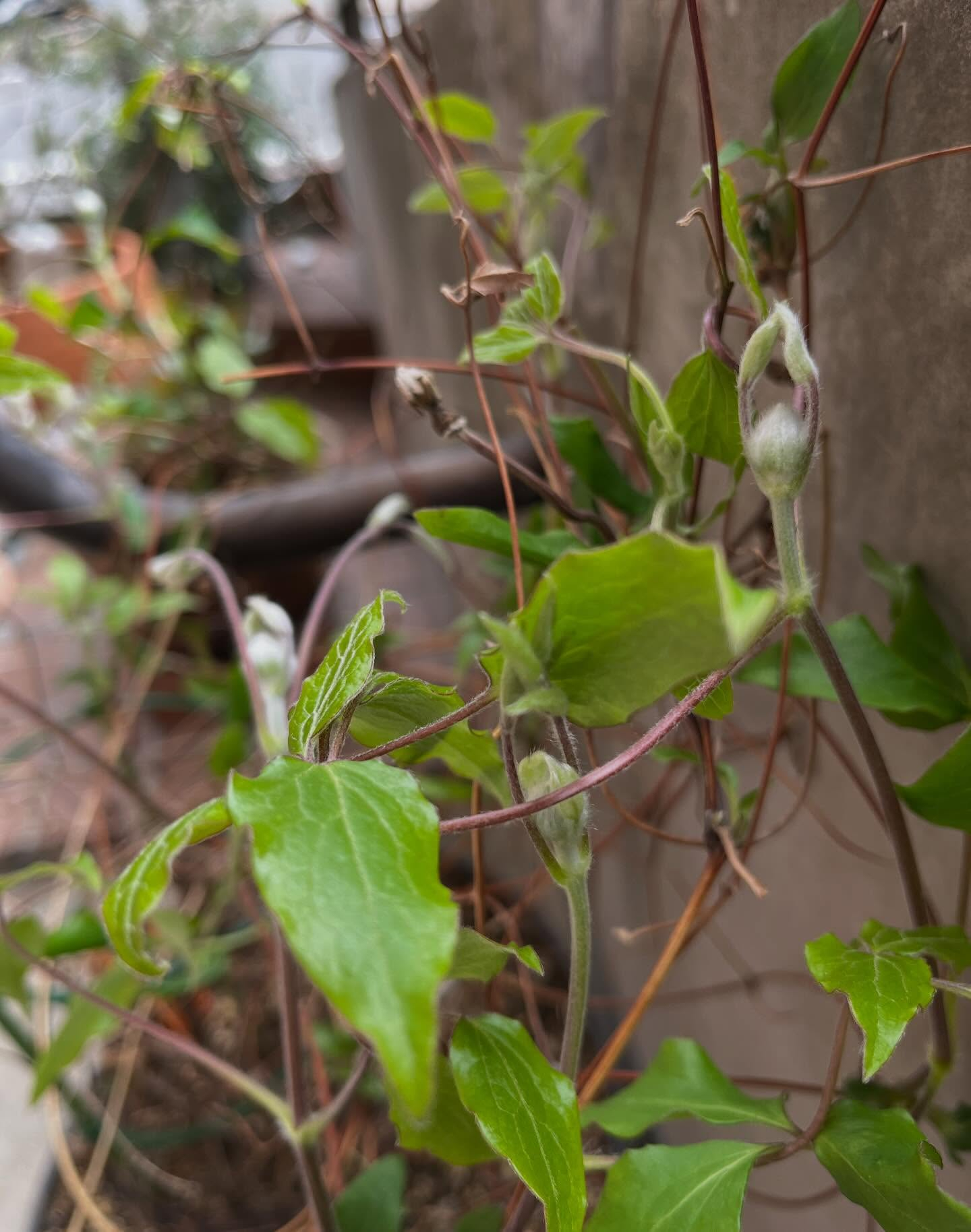 また花の蕾が大きくなってきました🪻