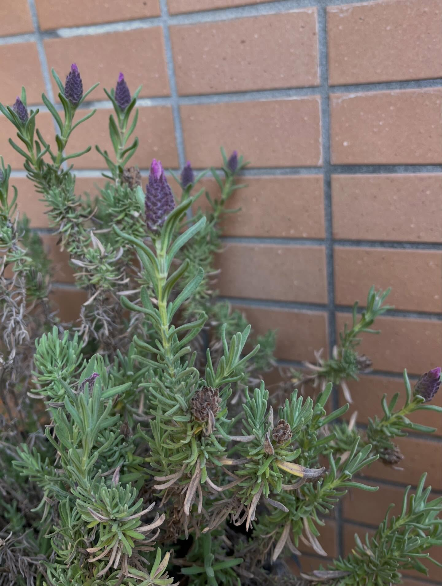 軽井沢で頂いた紫陽花たちです！