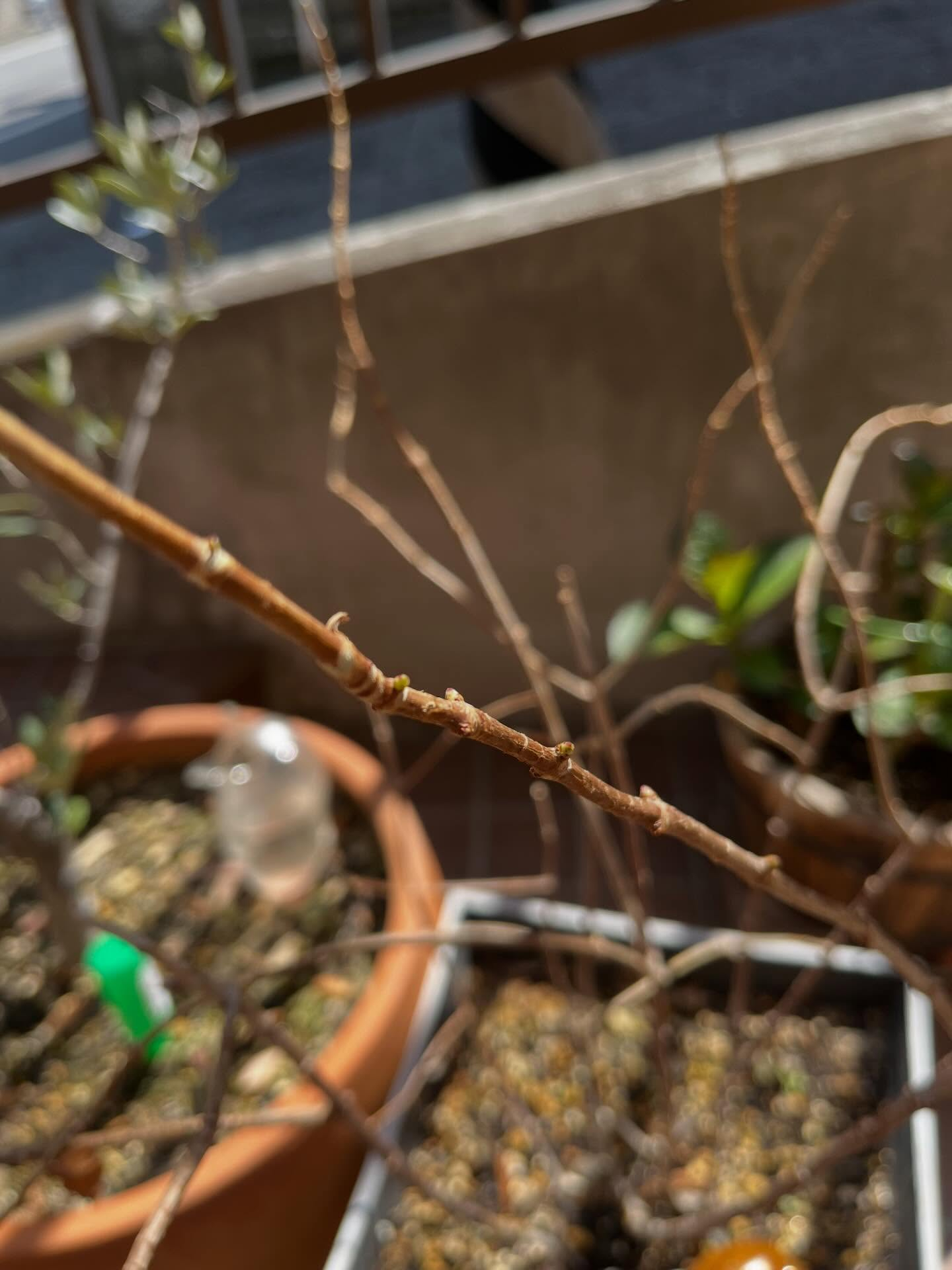 軽井沢で頂いた紫陽花たちです！