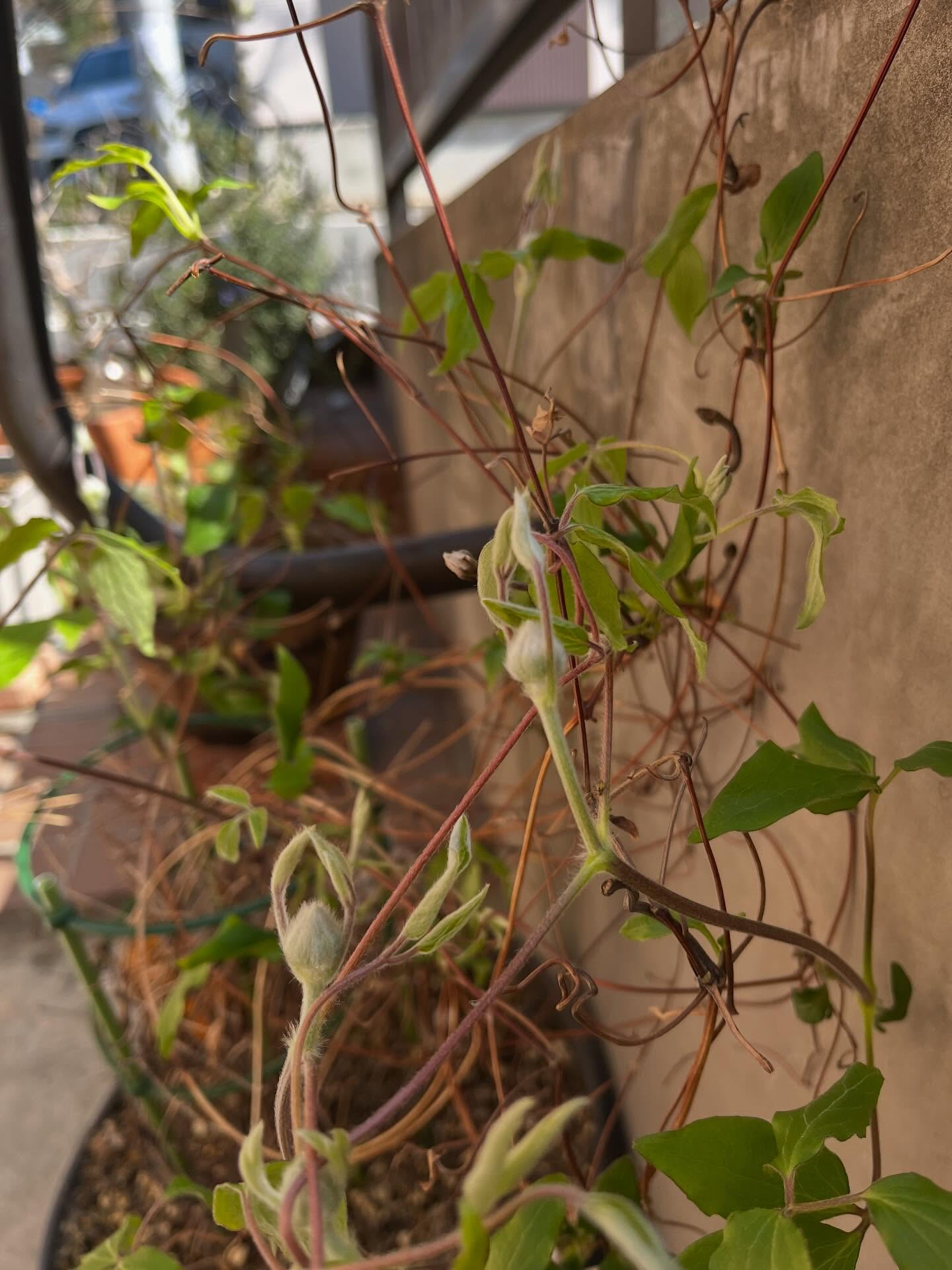 軽井沢で頂いた紫陽花たちです！