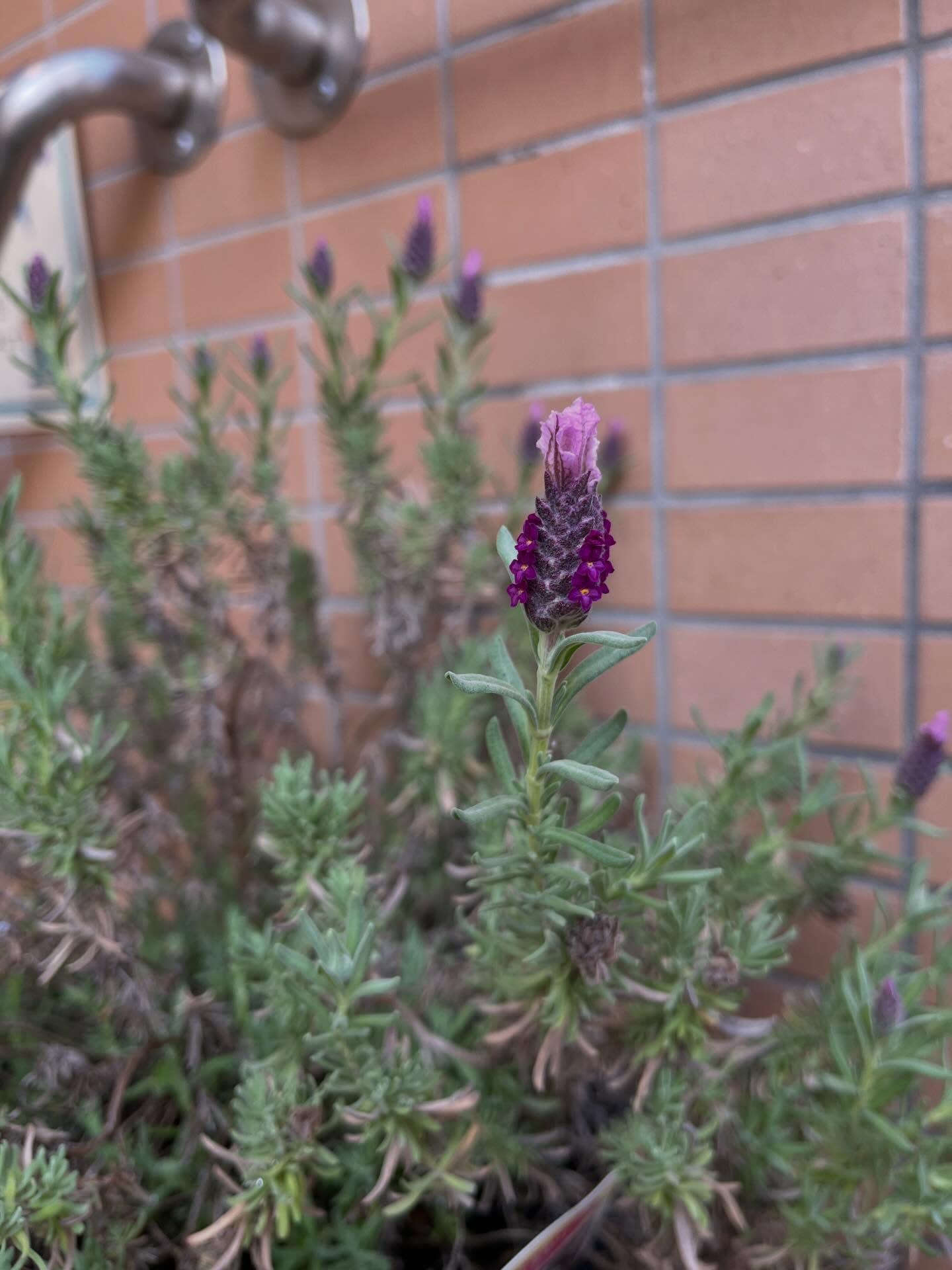 最近は暖かい日が続いていたので花が咲いてきました🪻