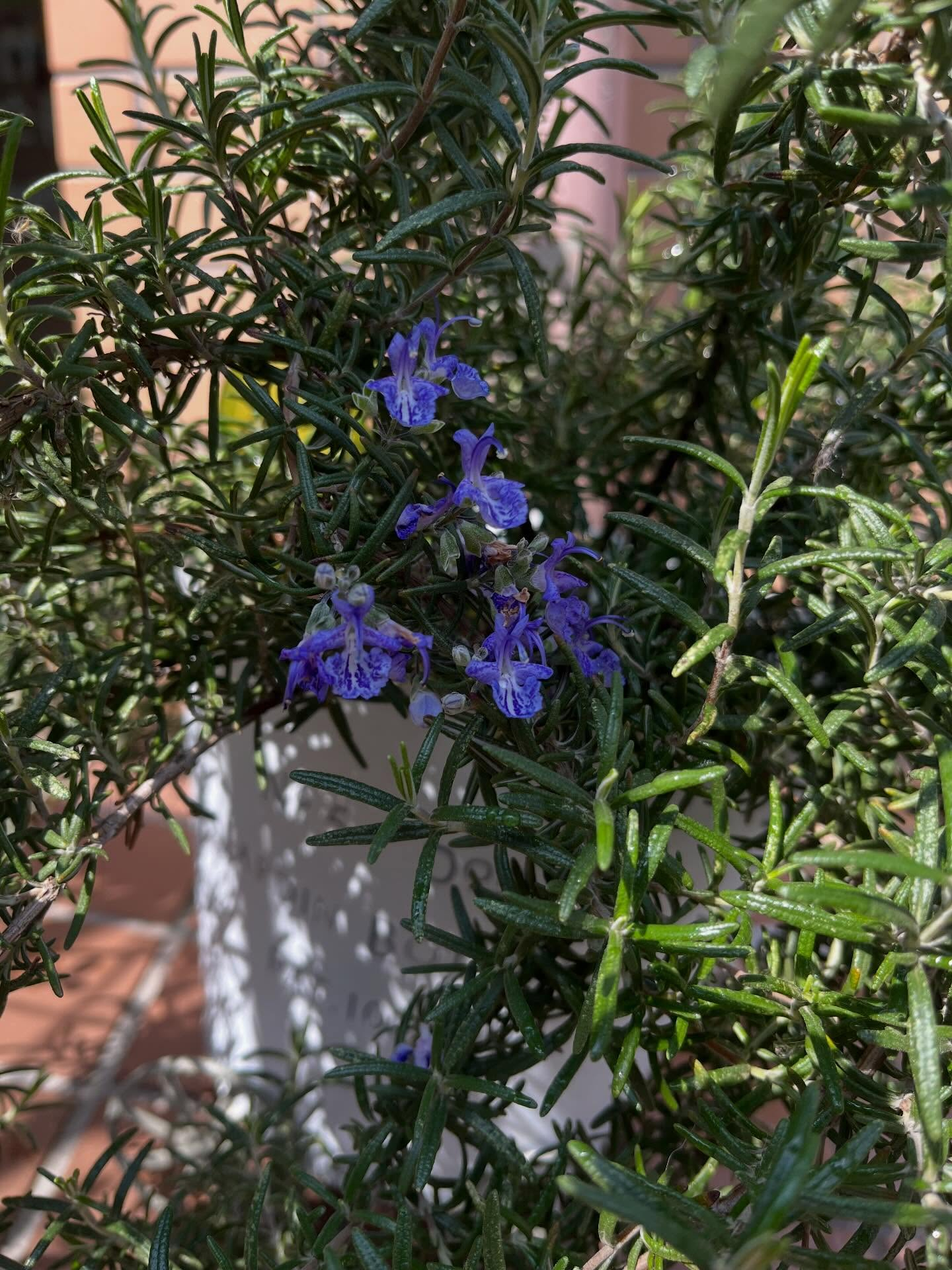 最近は暖かい日が続いていたので花が咲いてきました🪻