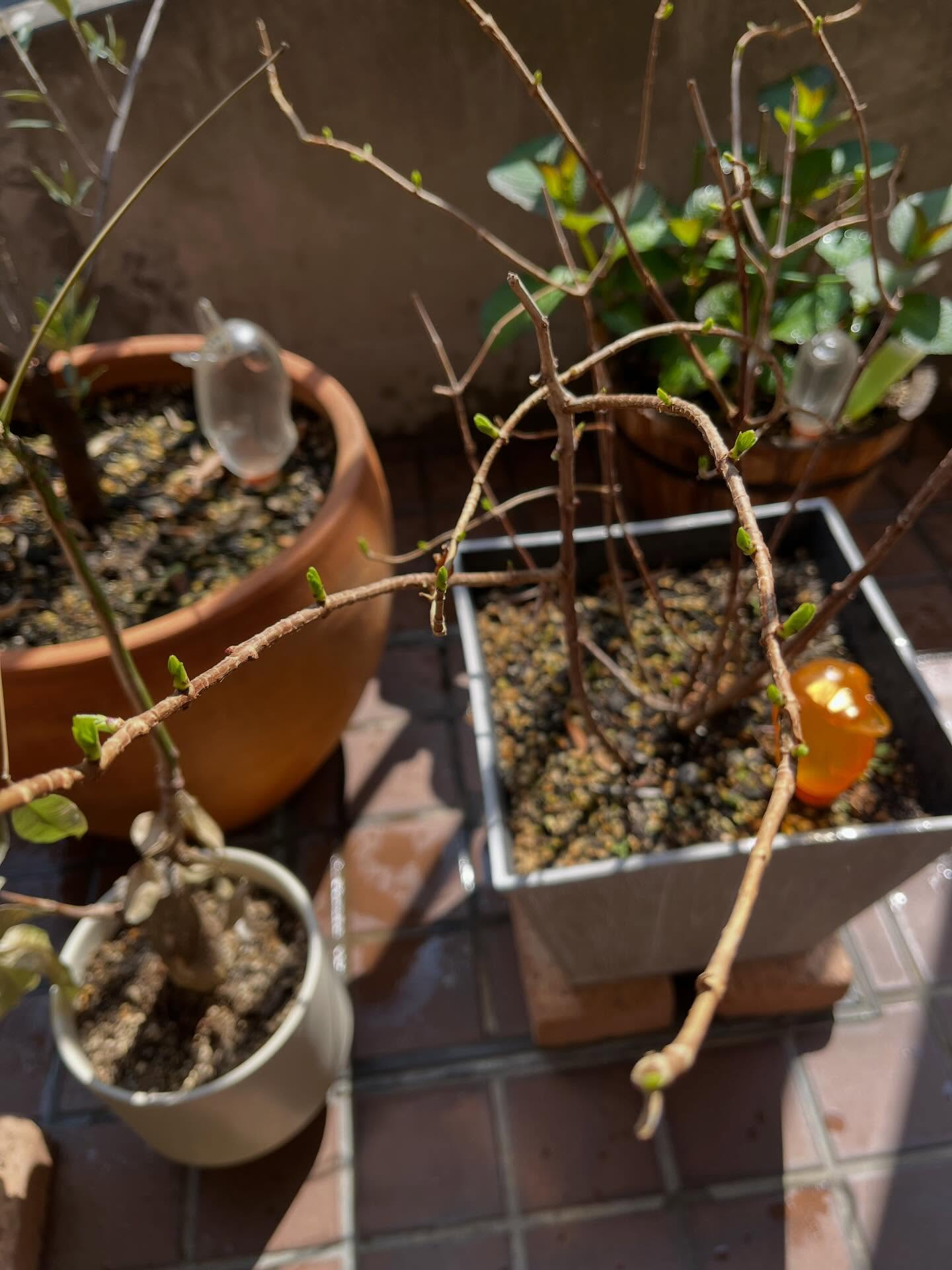 最近は暖かい日が続いていたので花が咲いてきました🪻