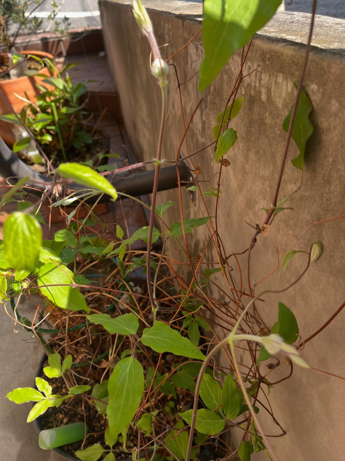 最近は暖かい日が続いていたので花が咲いてきました🪻