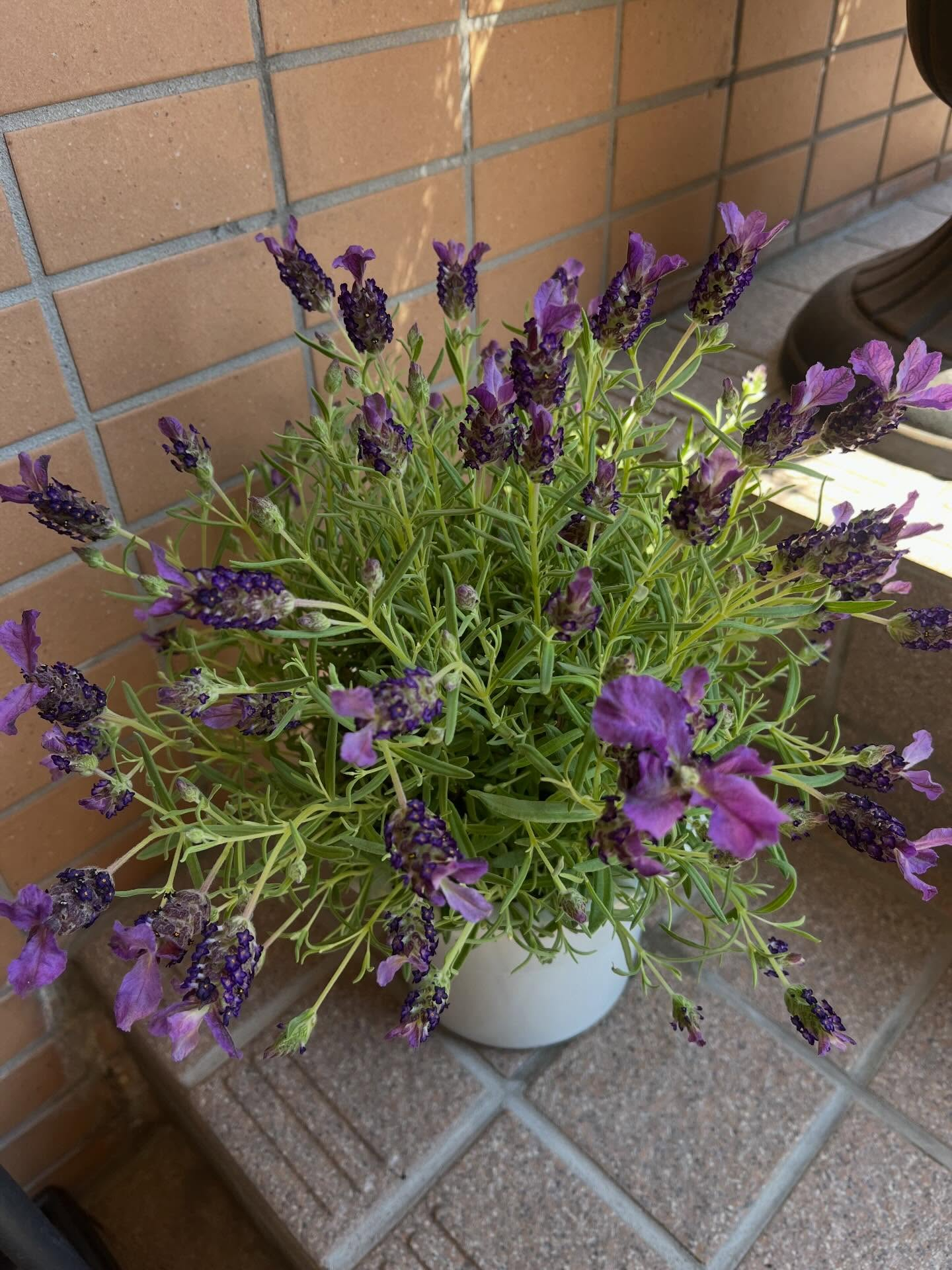新しいラベンダーも加わりたくさん花が咲いていて綺麗です✨