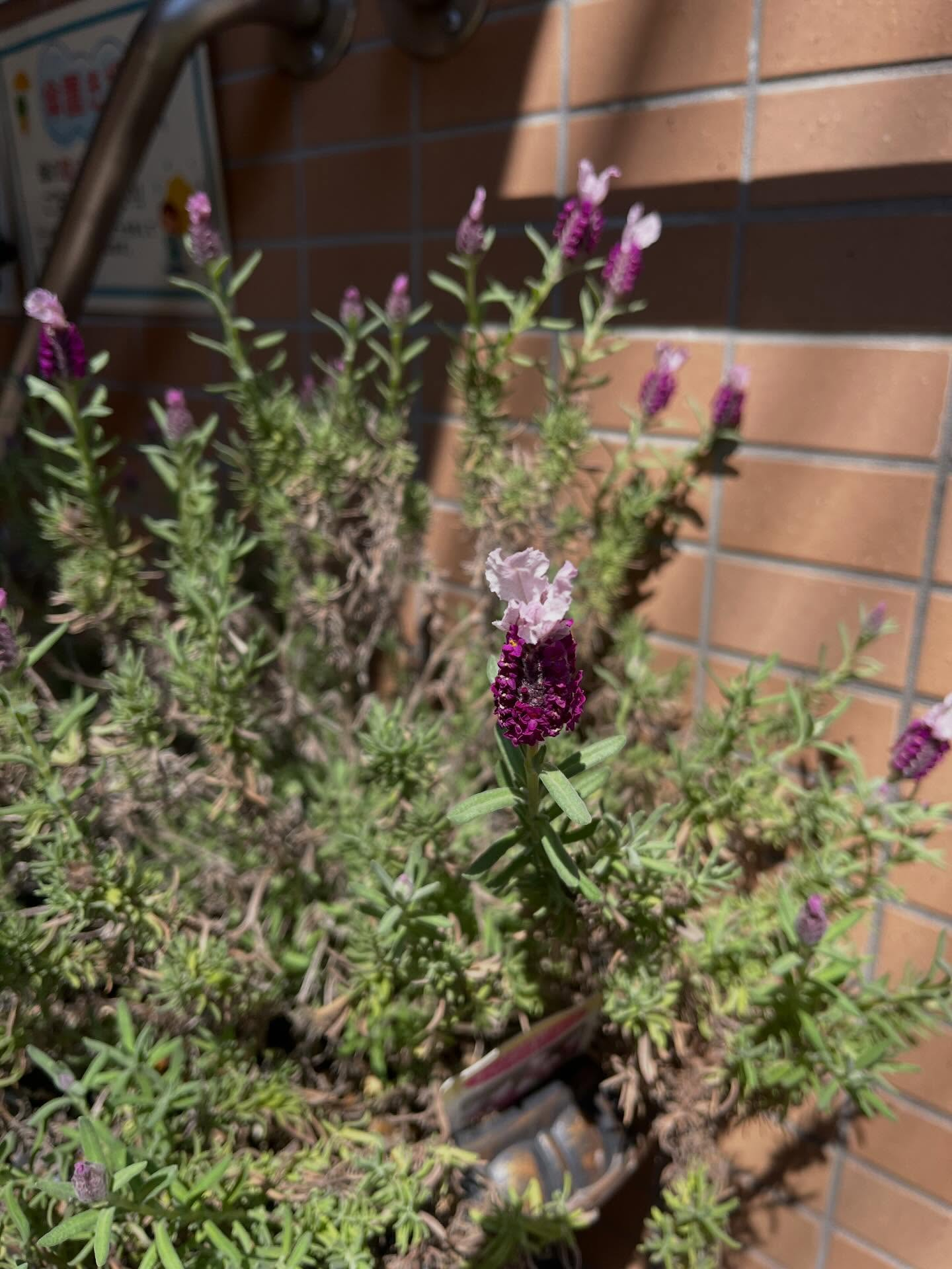 新しいラベンダーも加わりたくさん花が咲いていて綺麗です✨