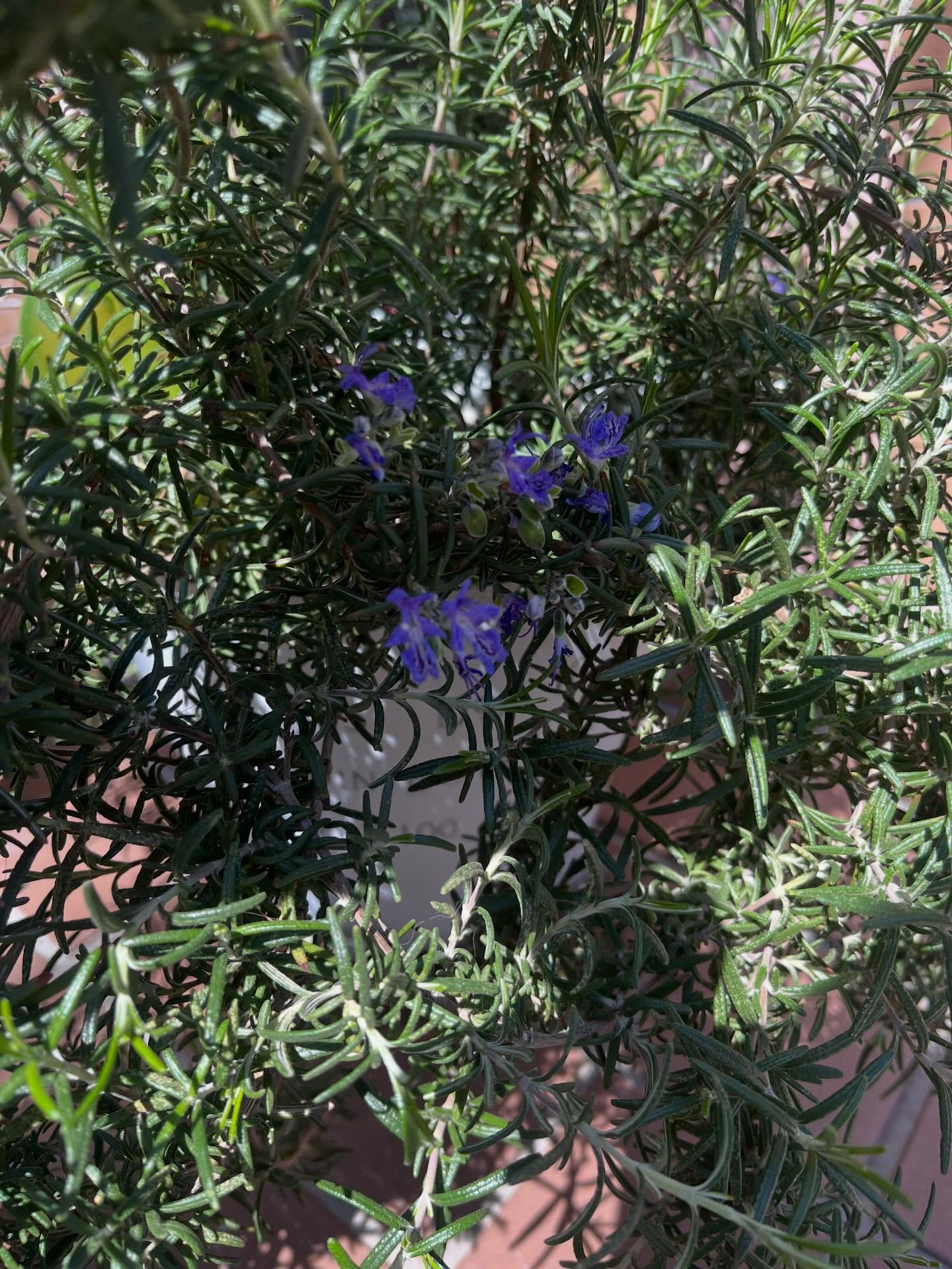 新しいラベンダーも加わりたくさん花が咲いていて綺麗です✨