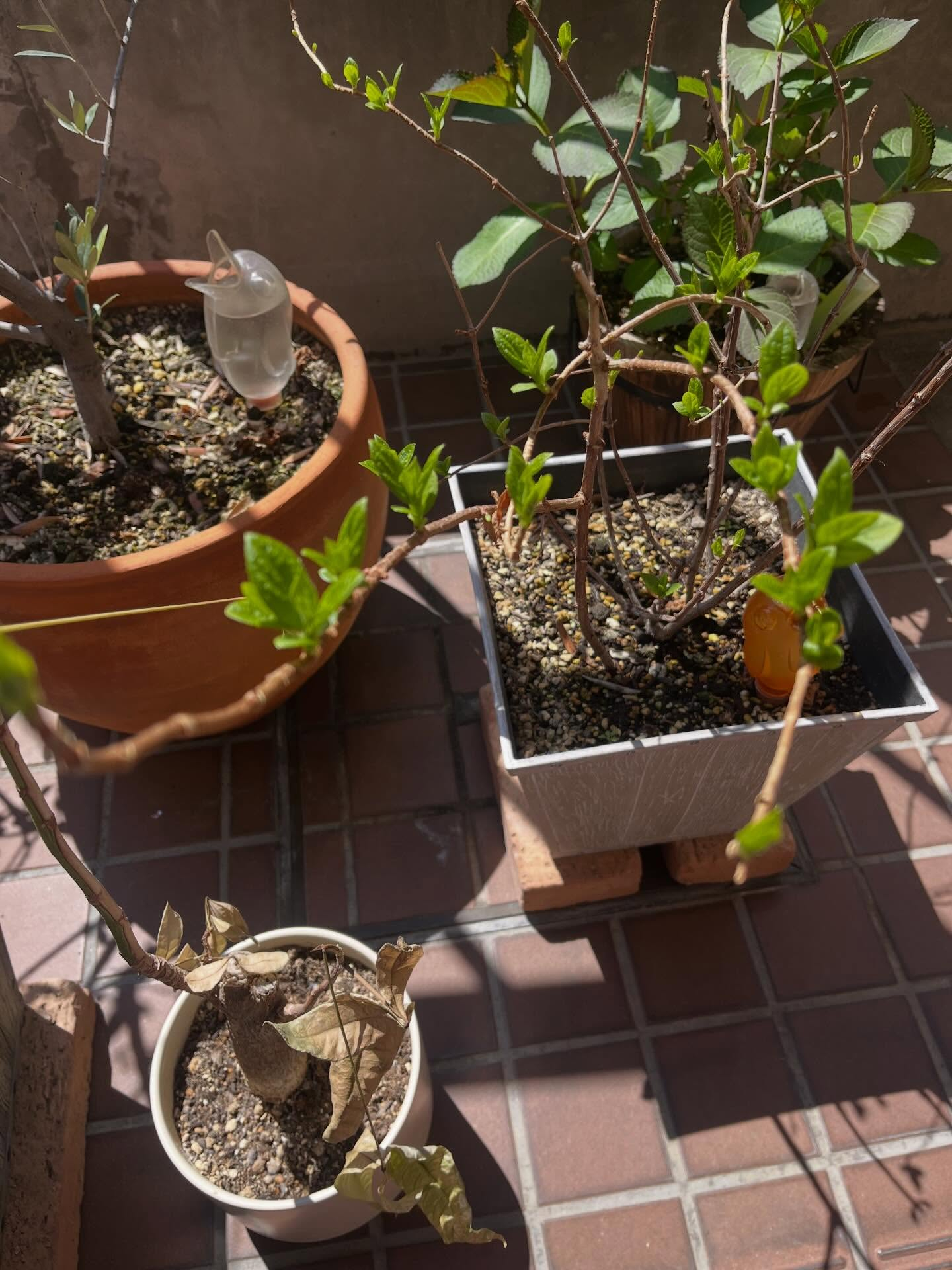 新しいラベンダーも加わりたくさん花が咲いていて綺麗です✨