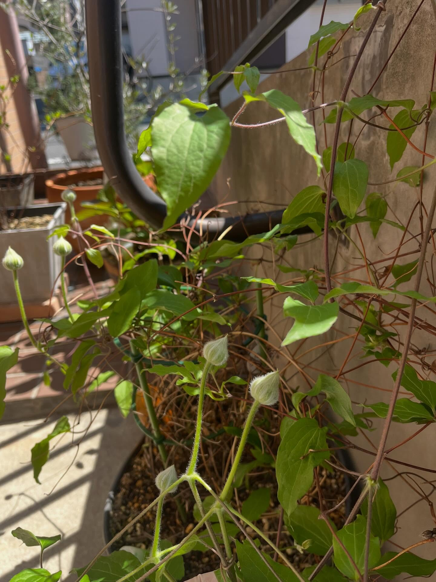 新しいラベンダーも加わりたくさん花が咲いていて綺麗です✨