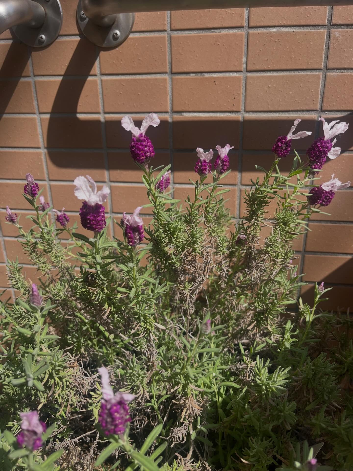 ラベンダーはたくさんの花が咲いていてとても綺麗です🪻