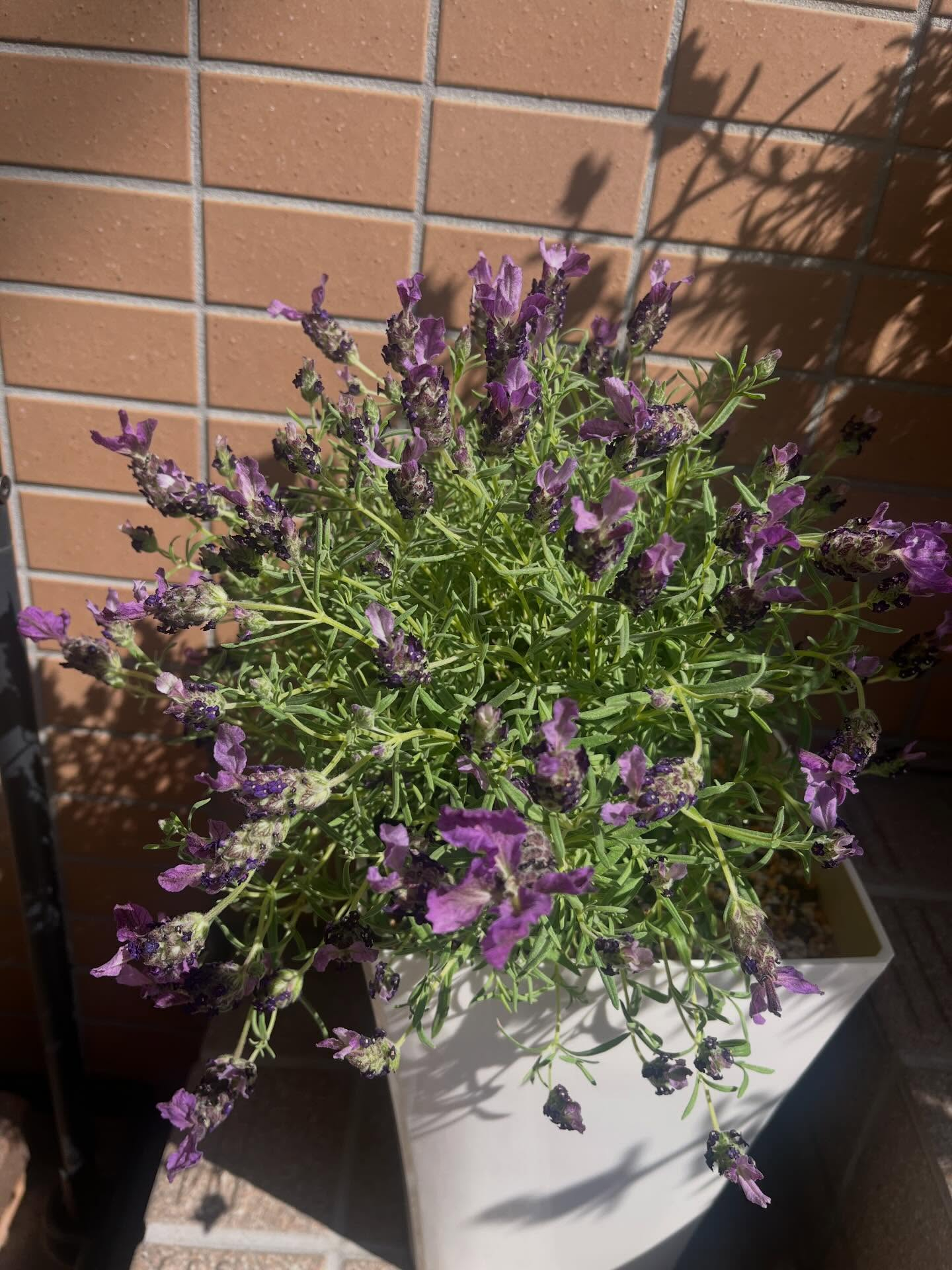 ラベンダーはたくさんの花が咲いていてとても綺麗です🪻