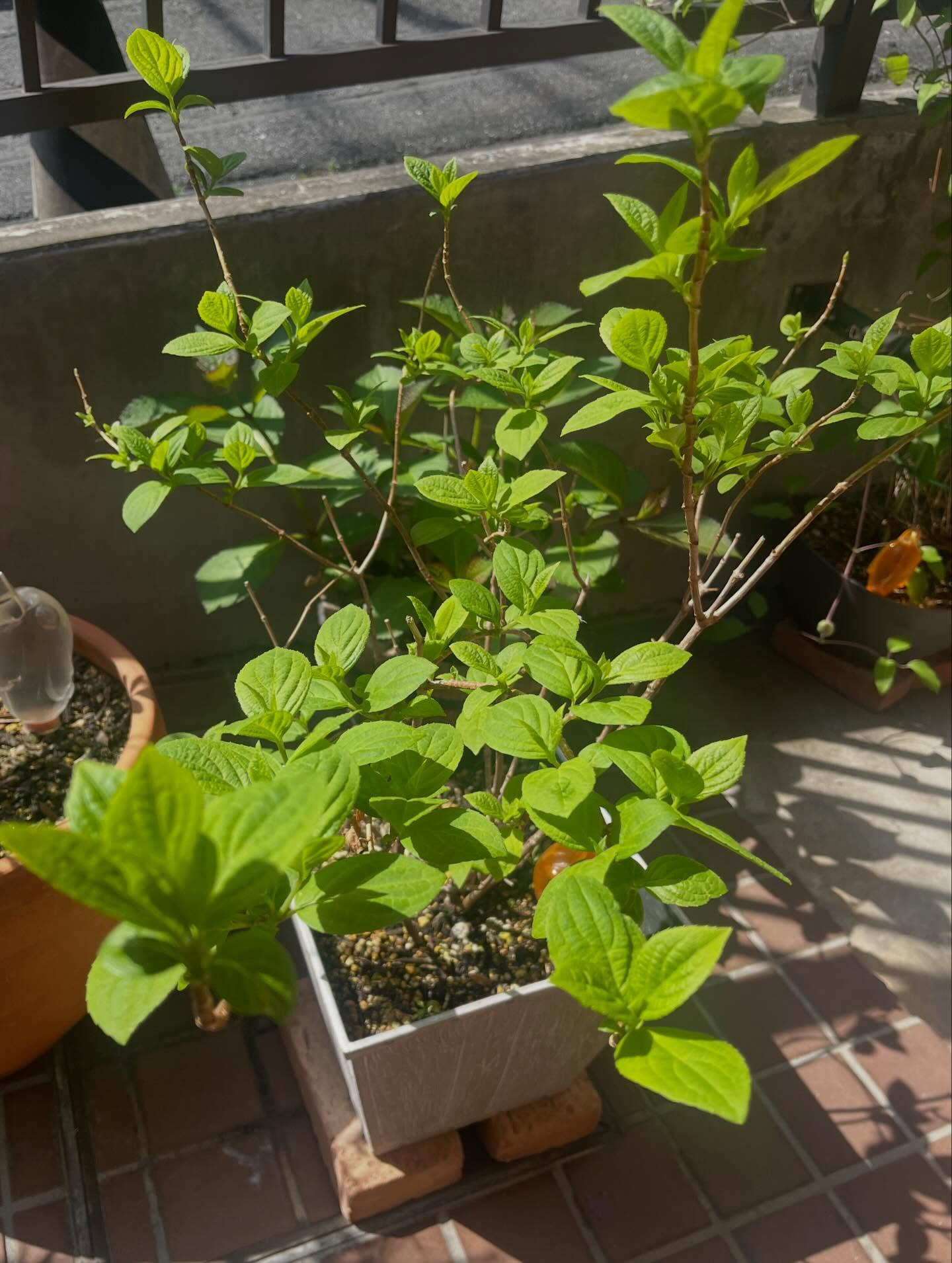 ラベンダーはたくさんの花が咲いていてとても綺麗です🪻