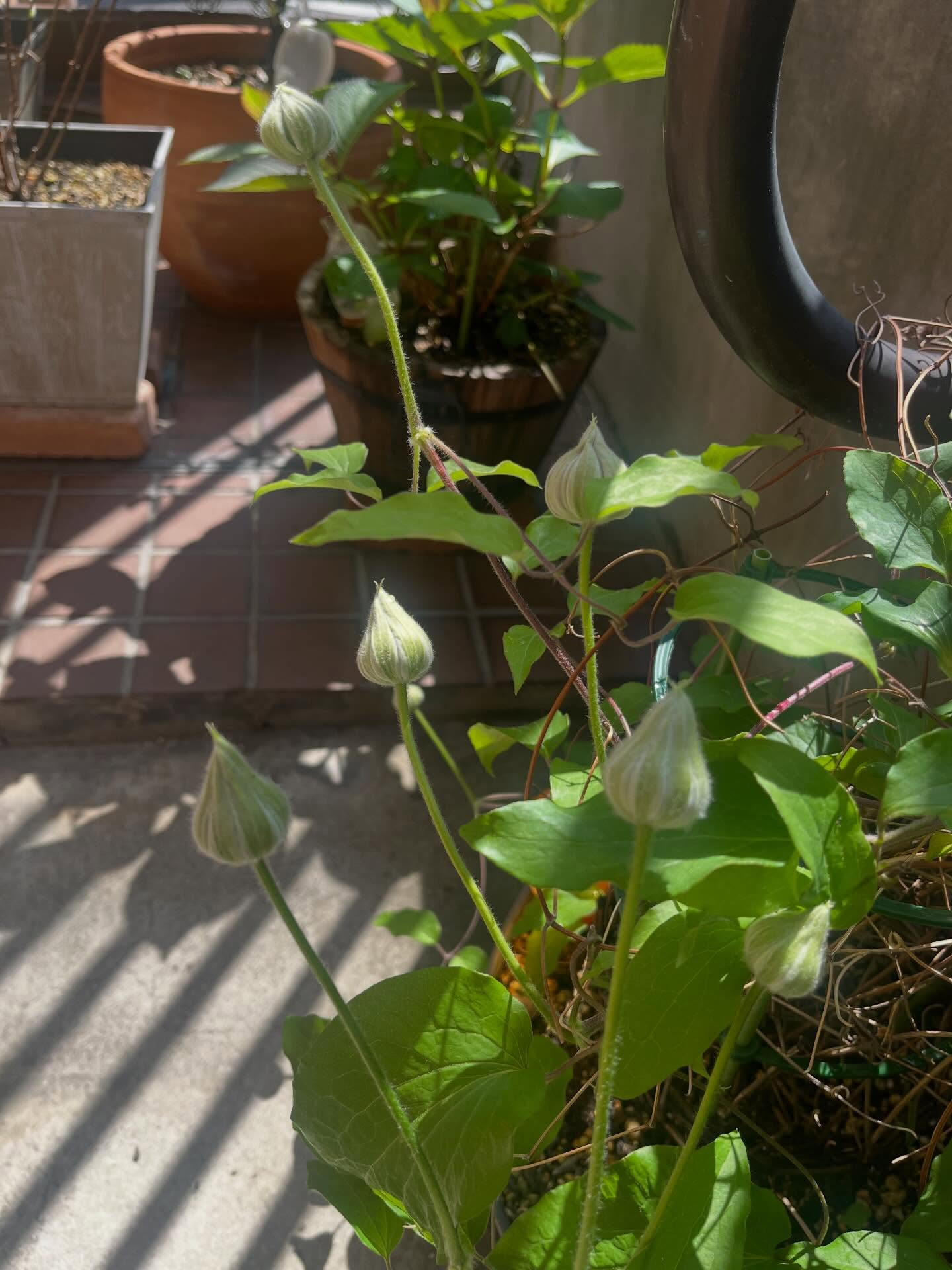 ラベンダーはたくさんの花が咲いていてとても綺麗です🪻