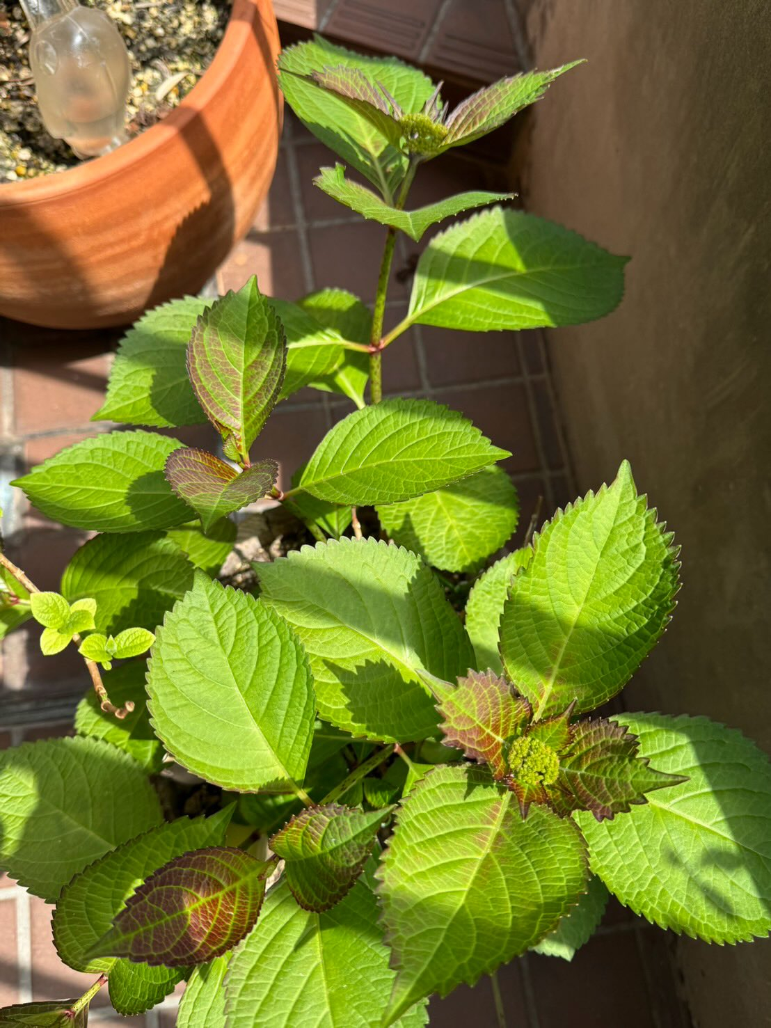 紫陽花の蕾が出てきました🥹