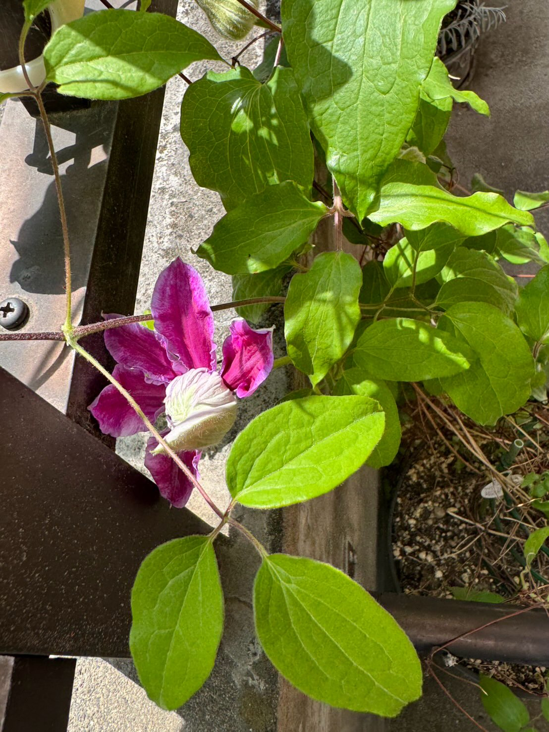 紫陽花の蕾が出てきました🥹