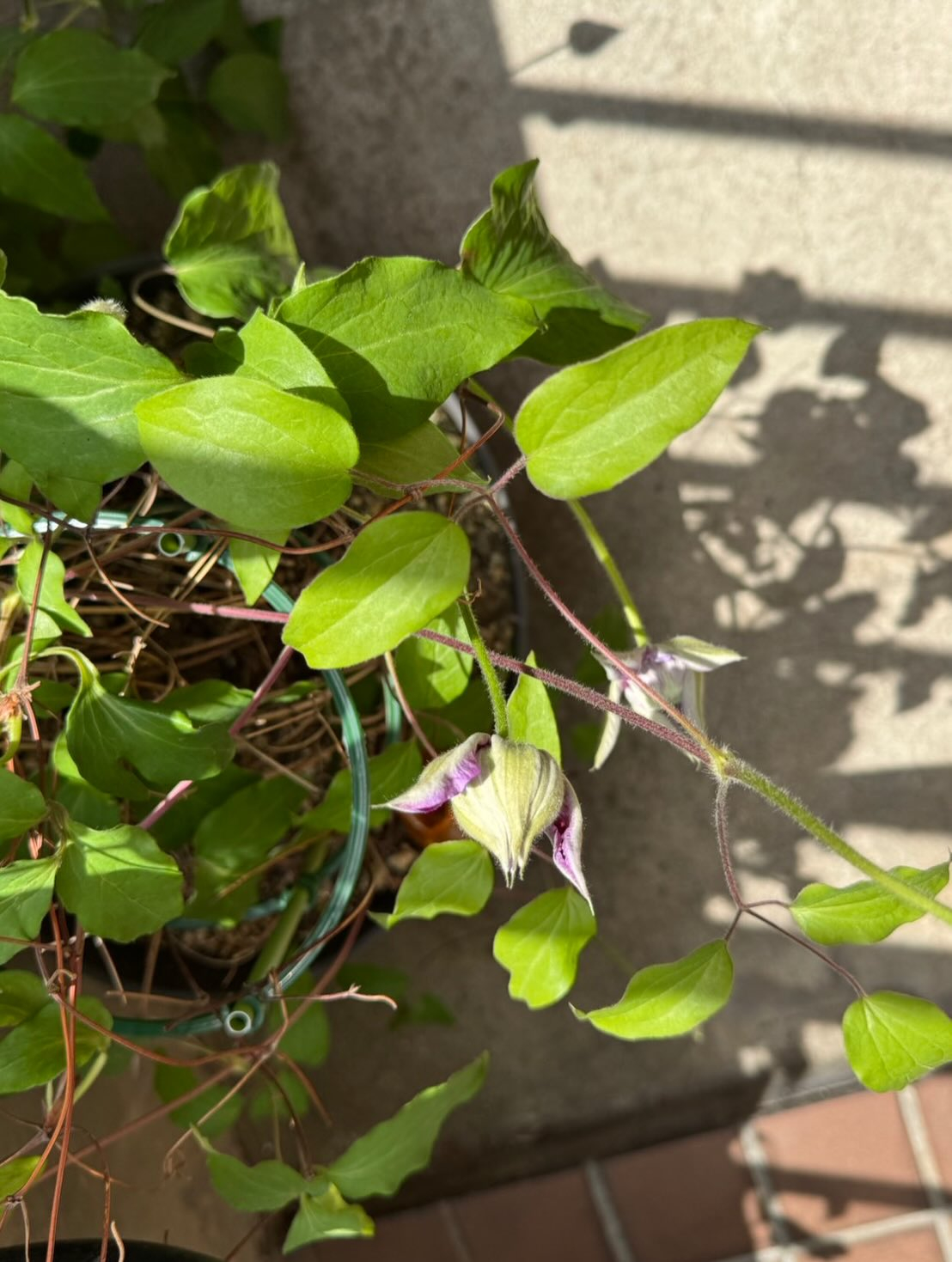 紫陽花の蕾が出てきました🥹