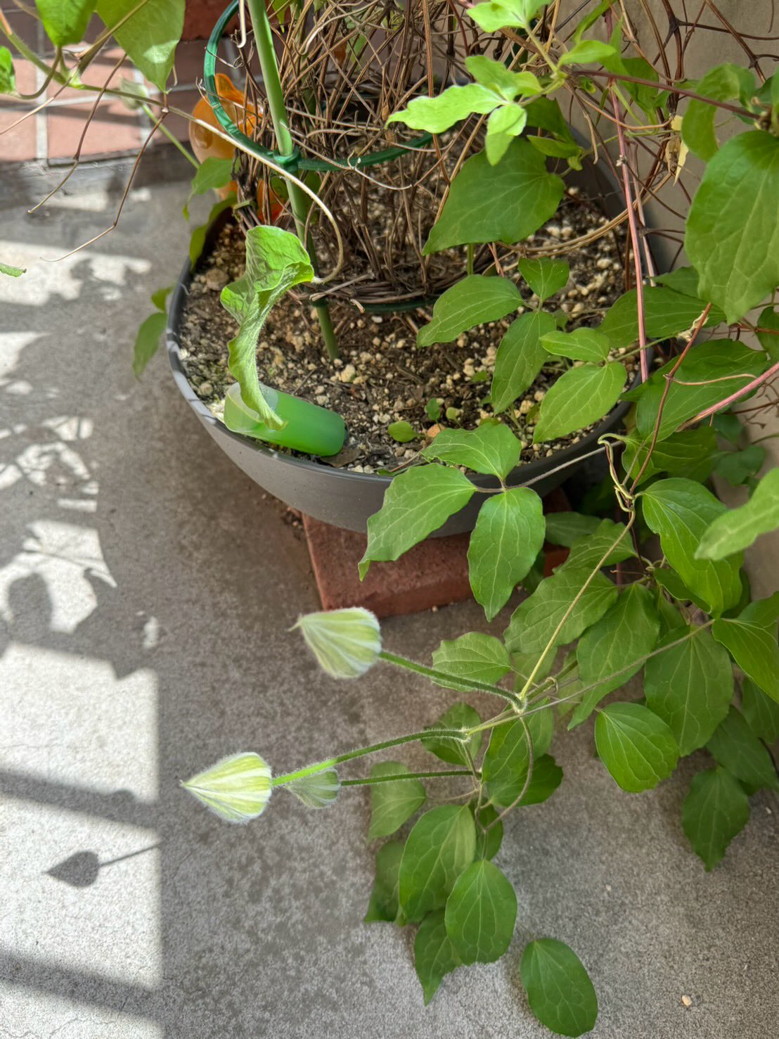 紫陽花の蕾が出てきました🥹