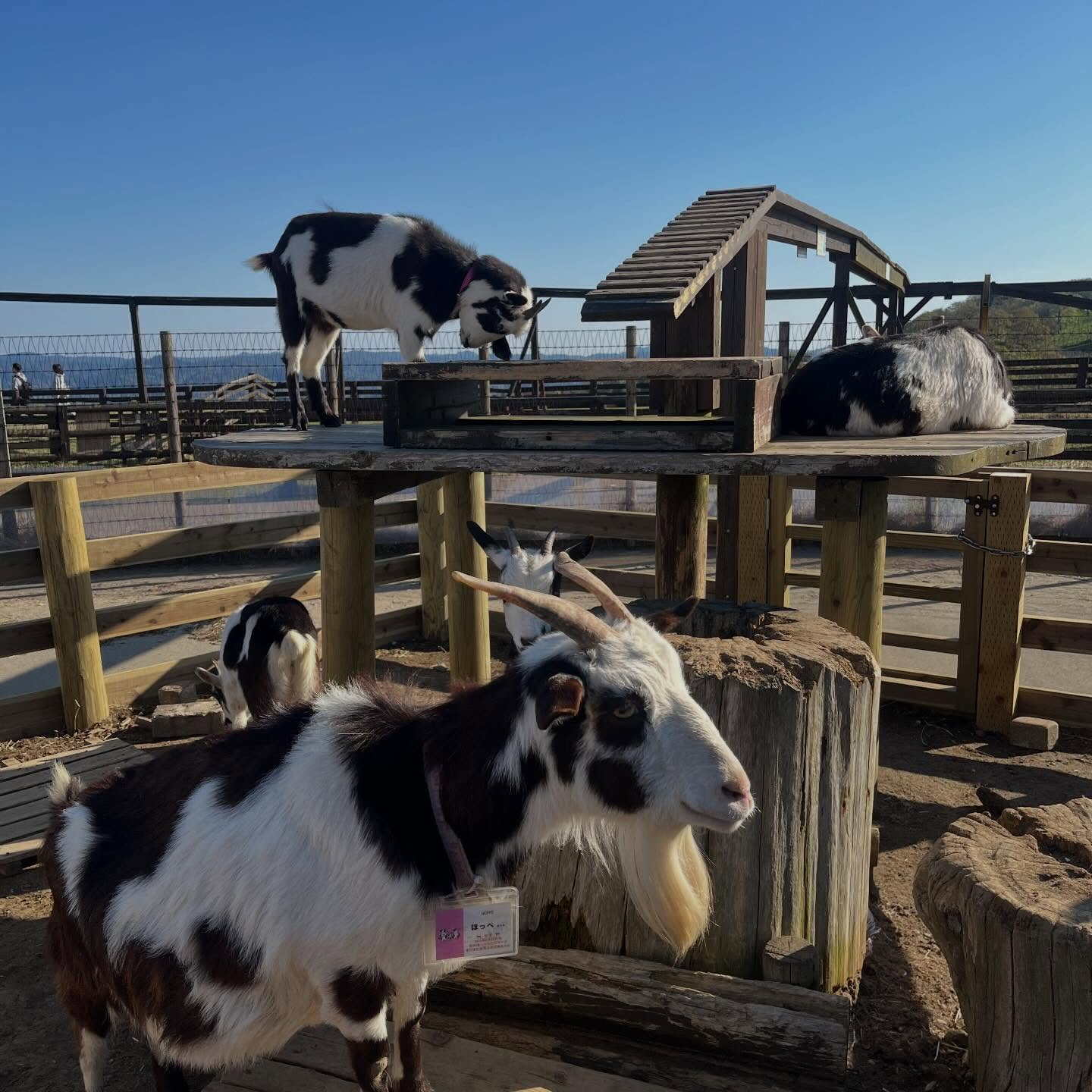 先日千葉県にあるマザー牧場に行ってきました🐮🥛