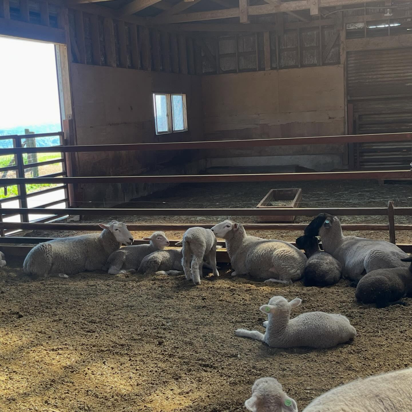 先日千葉県にあるマザー牧場に行ってきました🐮🥛