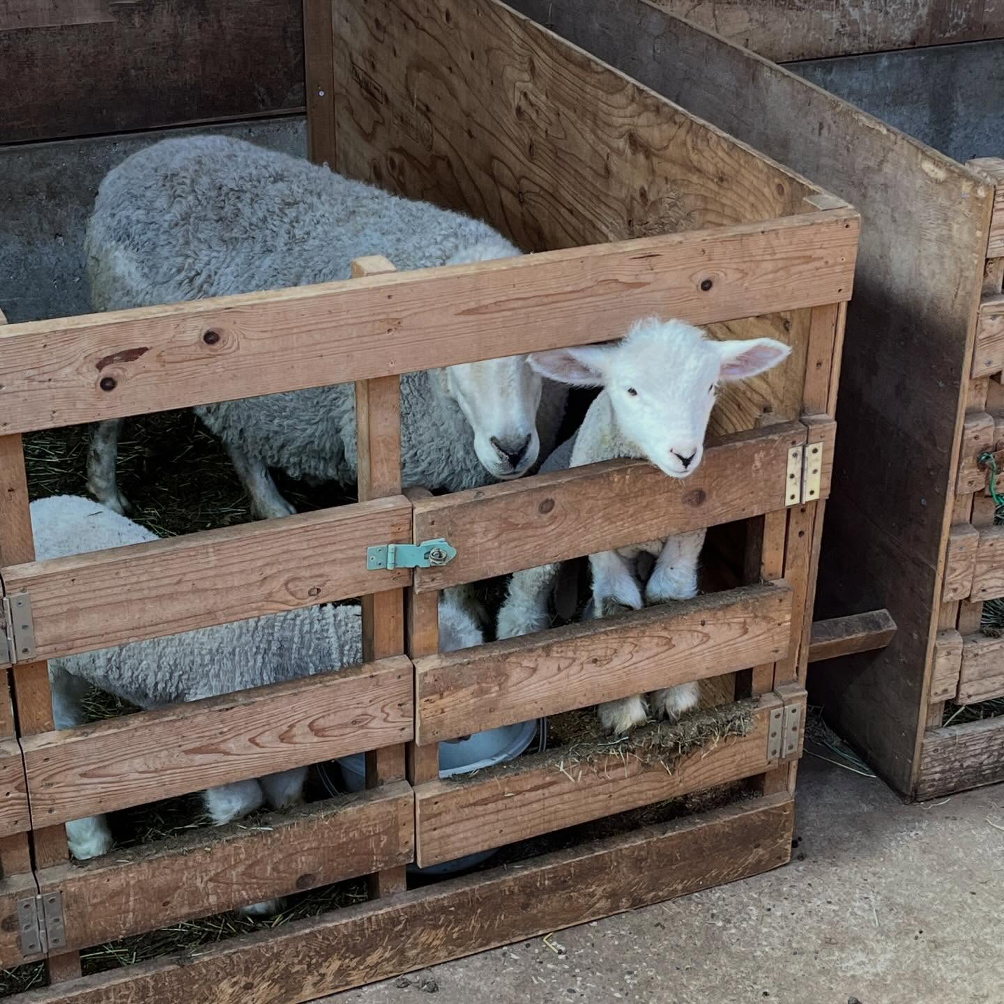 先日千葉県にあるマザー牧場に行ってきました🐮🥛